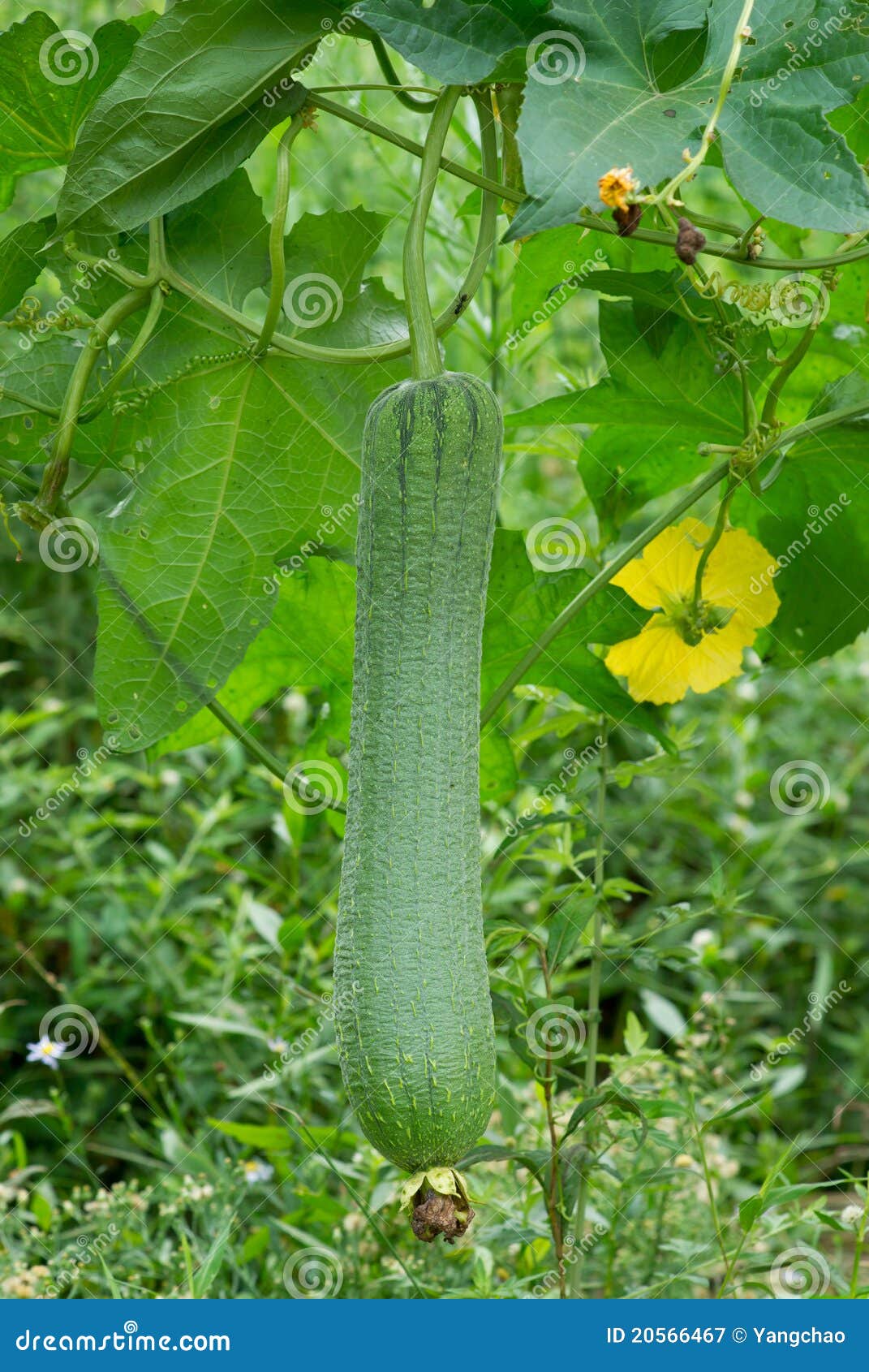 Loofah Plant Royalty Free Stock Photography Image 20566467