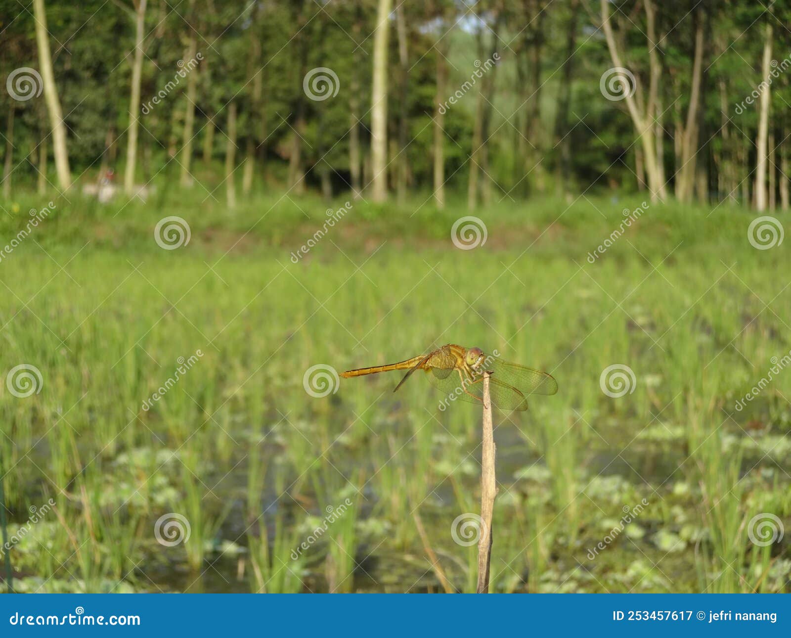 Look Awesome of Dragonfly at Ricefield with Green Color Stock Image