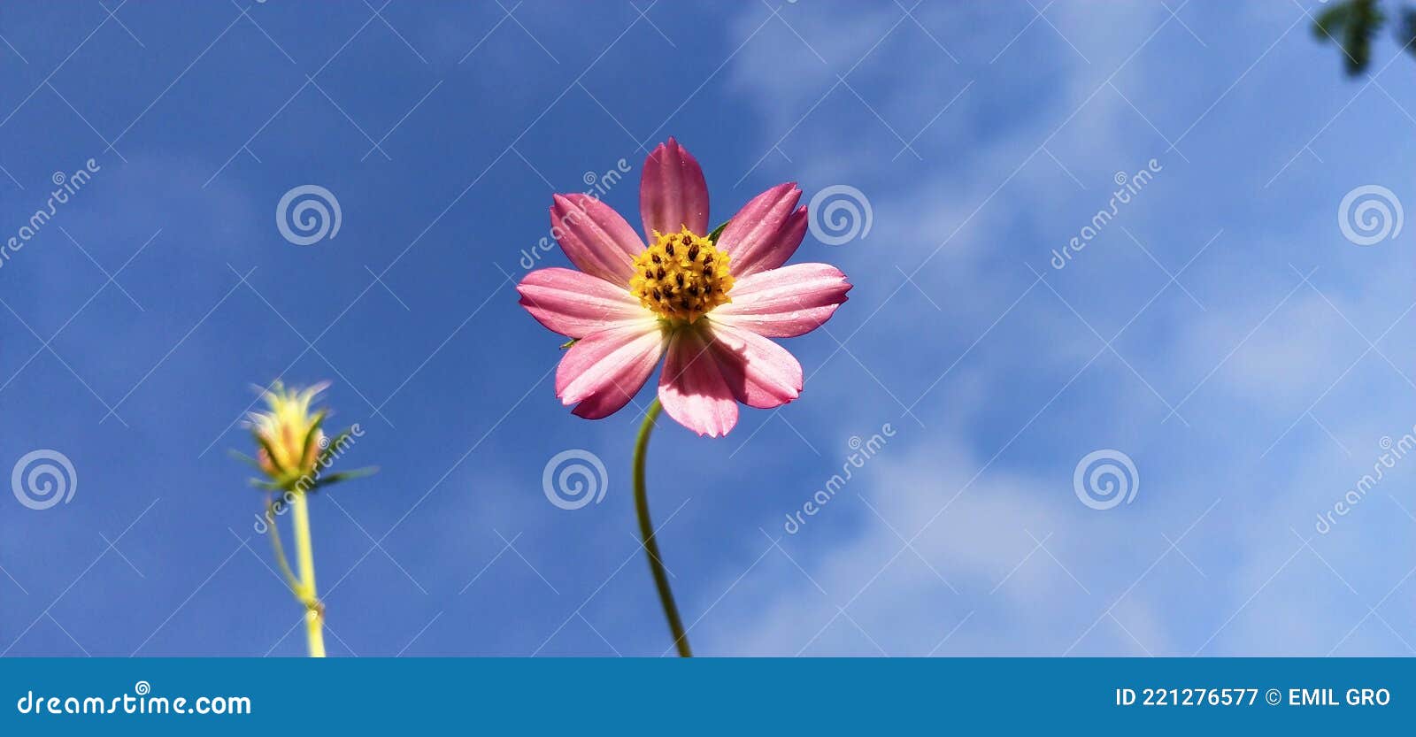 Look this is a Beautiful Flower Stock Image Image of yellow, plant
