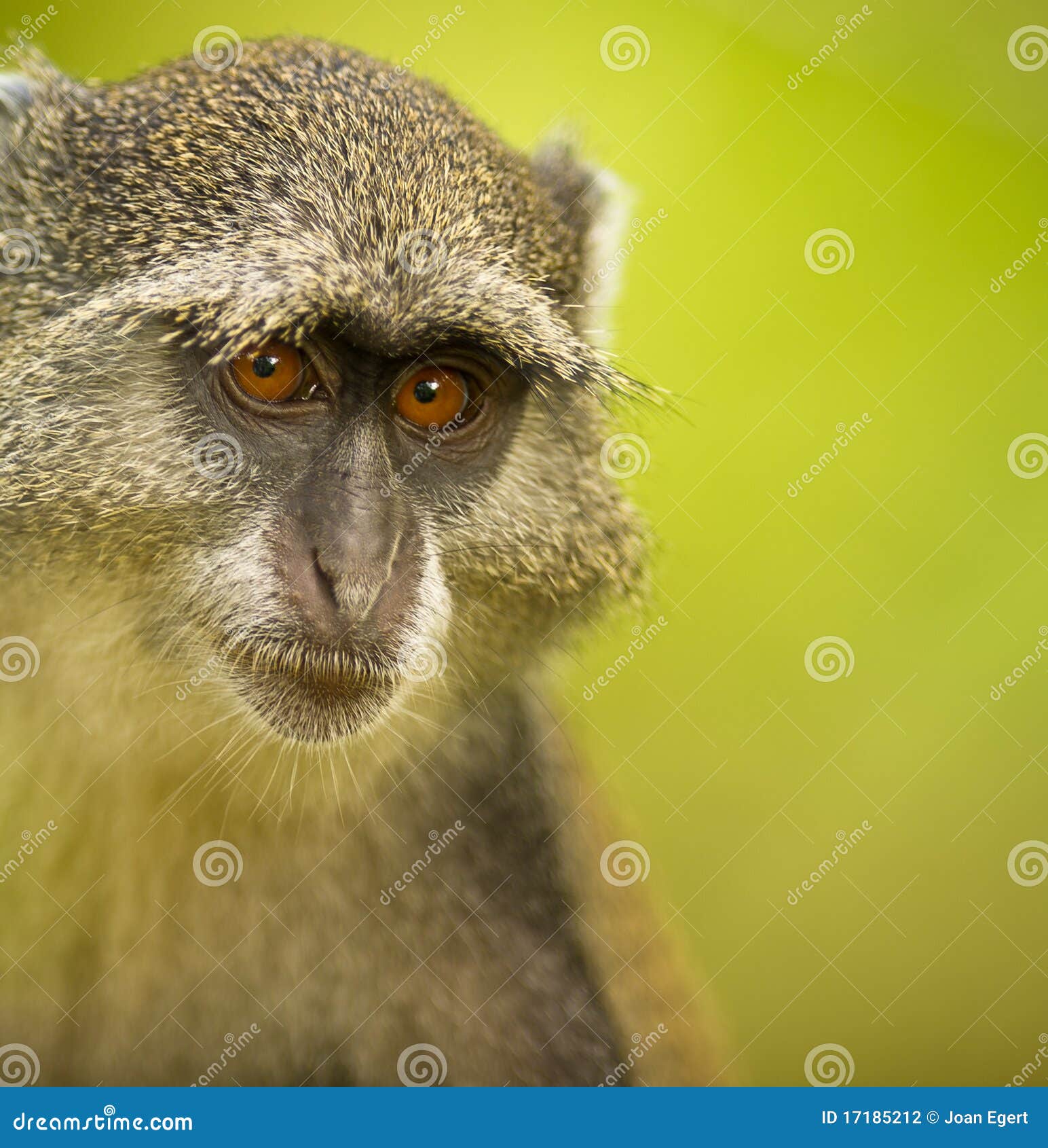 The Look of the Blue Monkey Stock Photo Image of locations, fauna