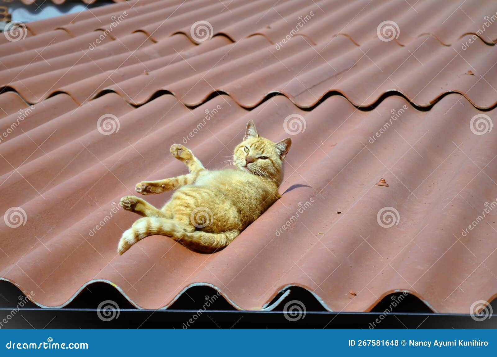 look of the orange felis catus cat lying quietly on the roof