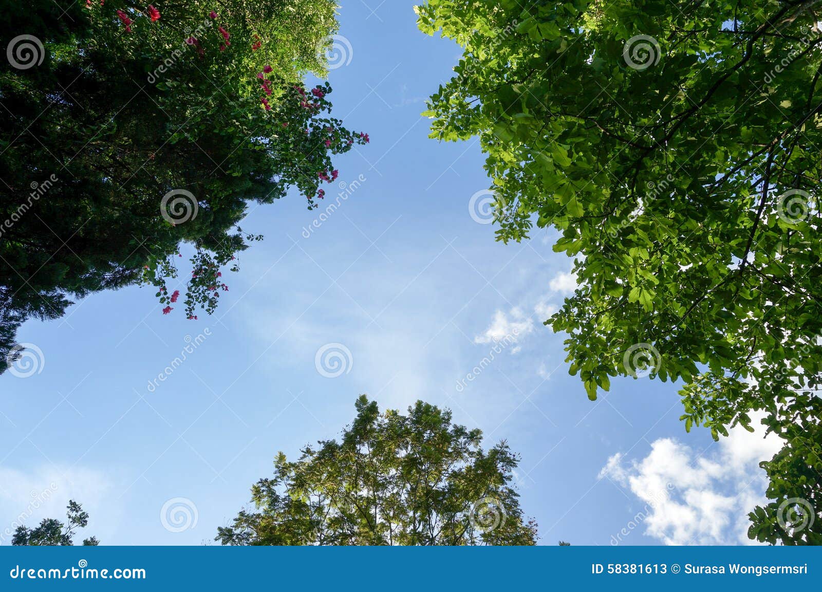 look up to the sky and trees