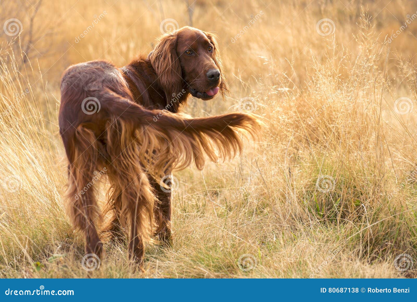 young irish setter
