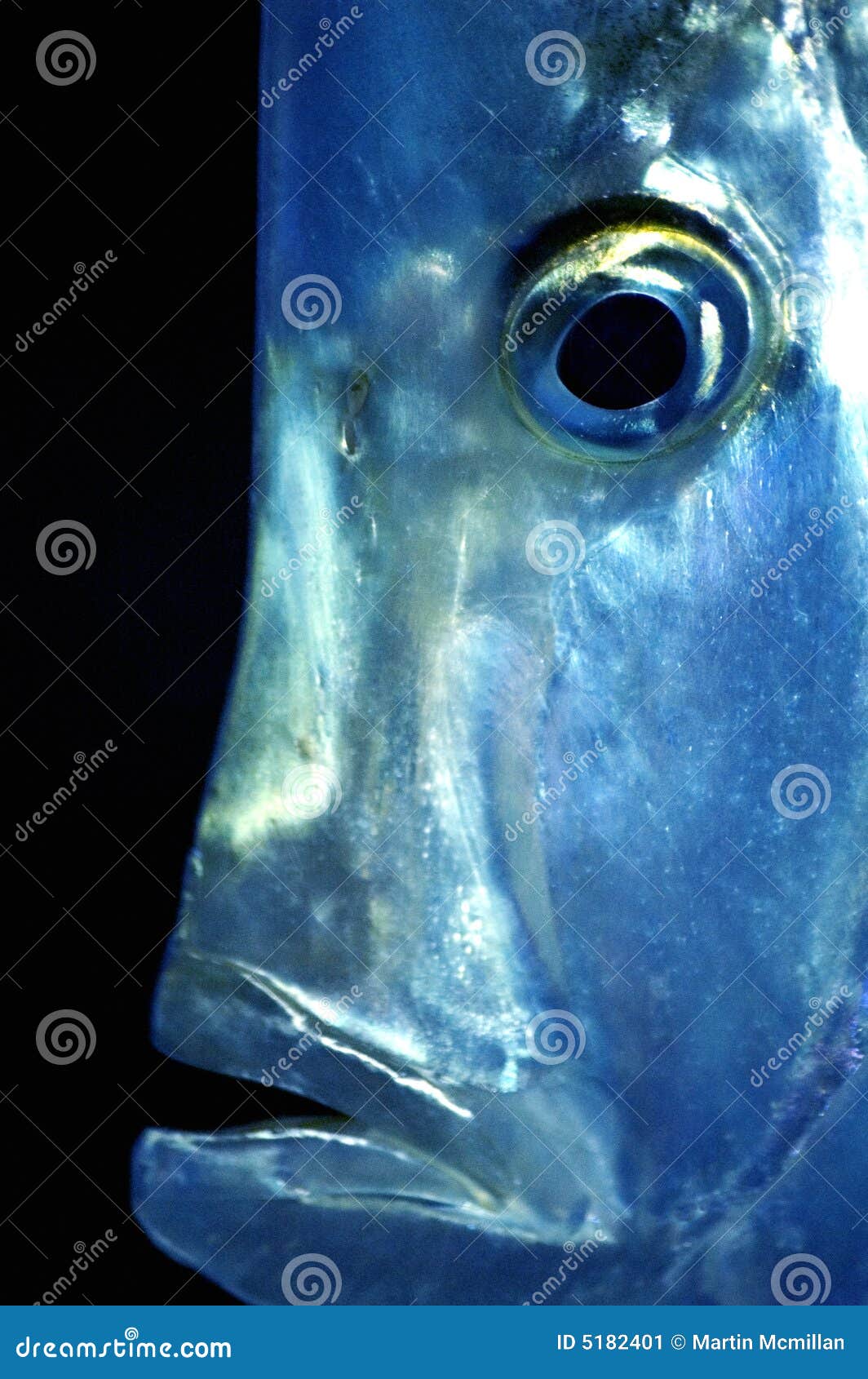1,191 Weird Fish Stock Photos - Free & Royalty-Free Stock Photos from  Dreamstime