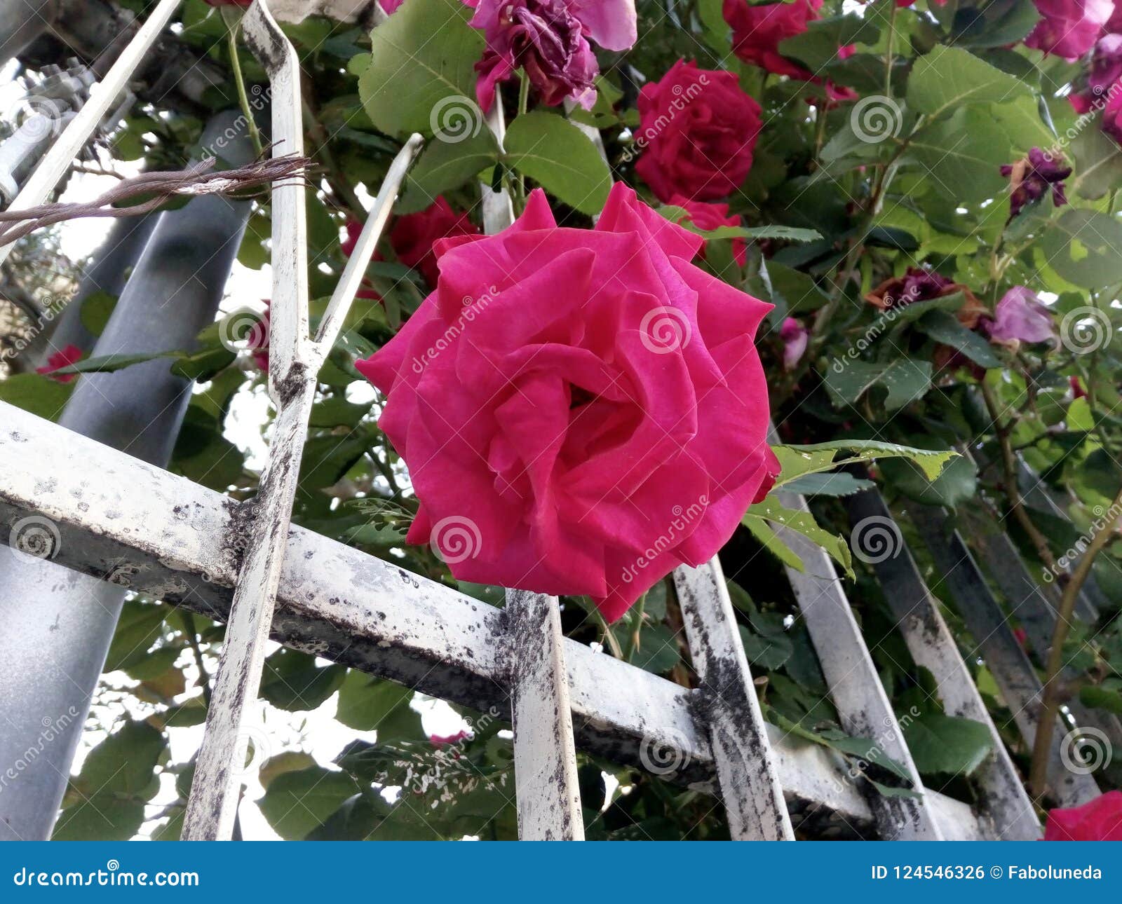 lookin` up from the ground to a beautiful opened pink rose!