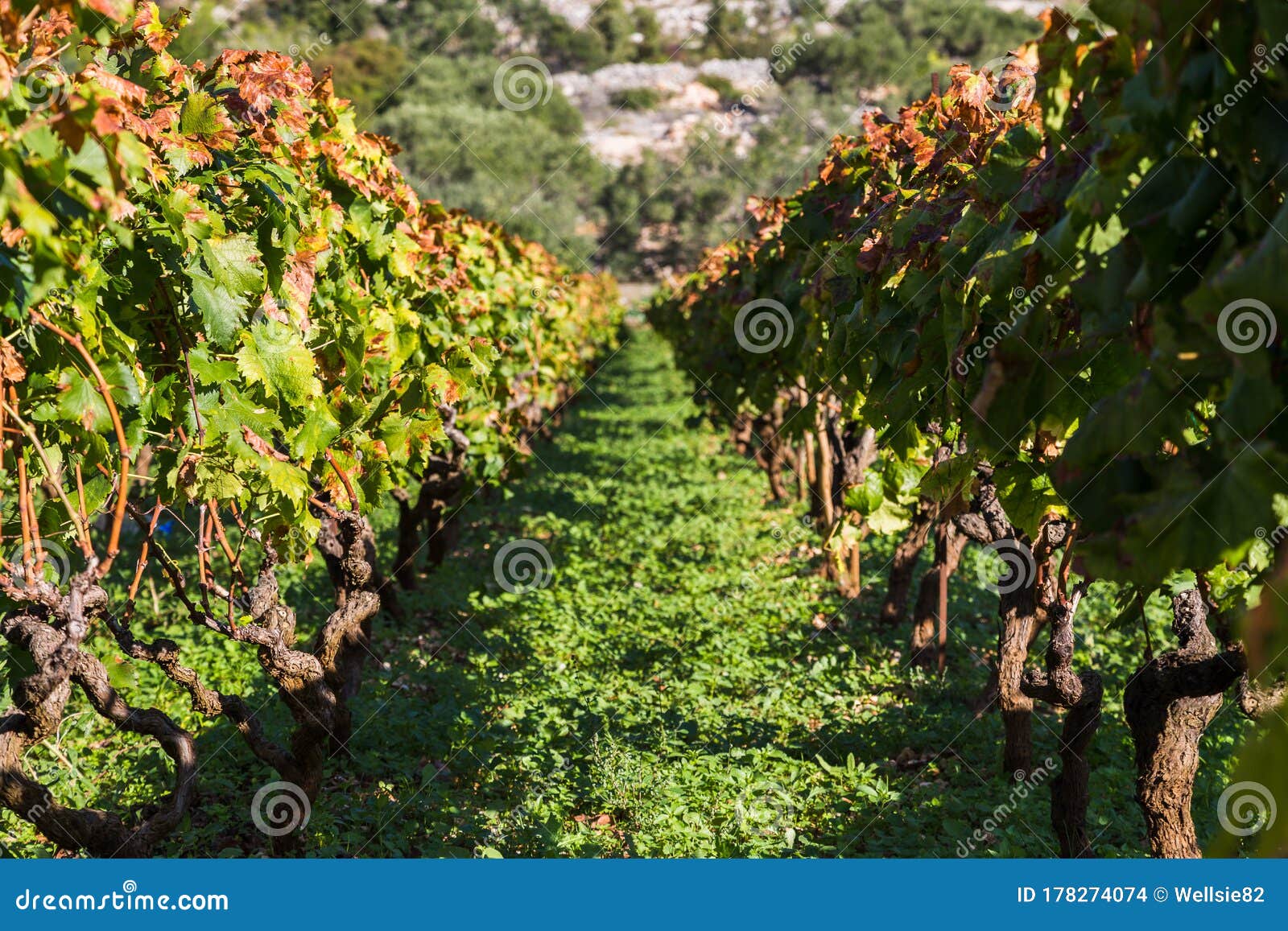 posip grapes being grown in cara