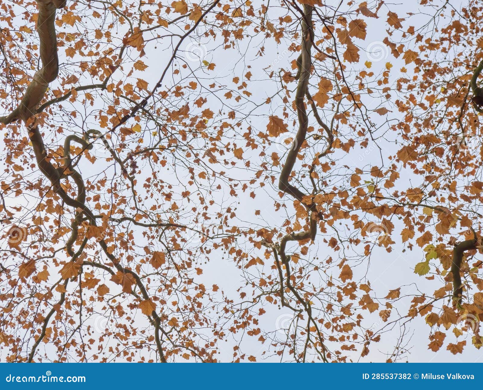 Yellowing Of Tree Leaves In The Background Of Blue Sky And Branches In
