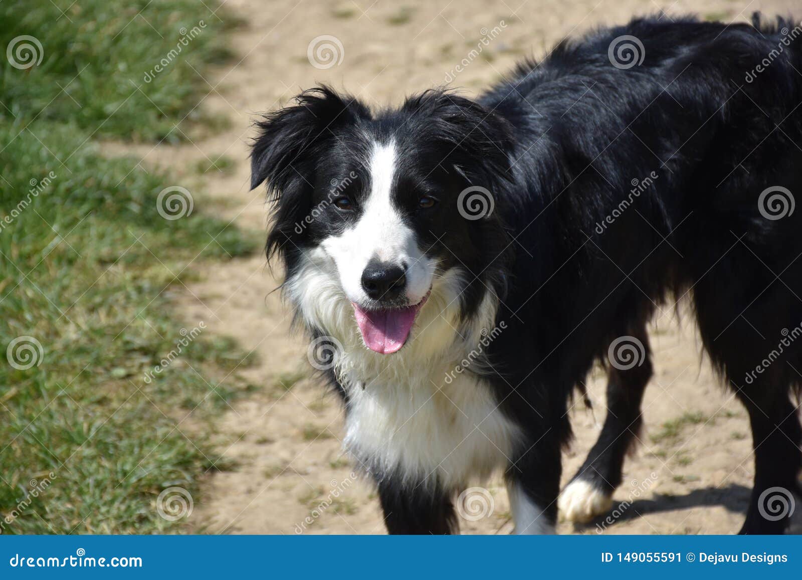 sweet border collie