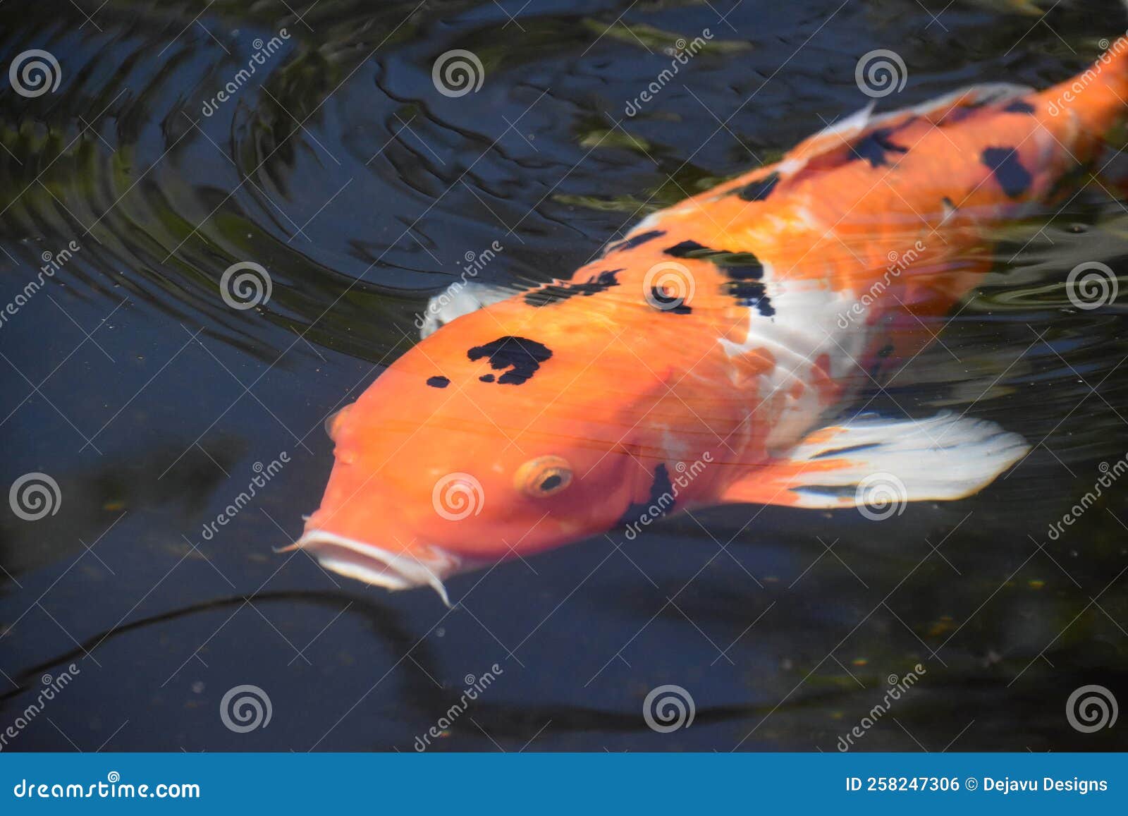 Looking into the Face of a Swimming Koi Fish Stock Photo - Image