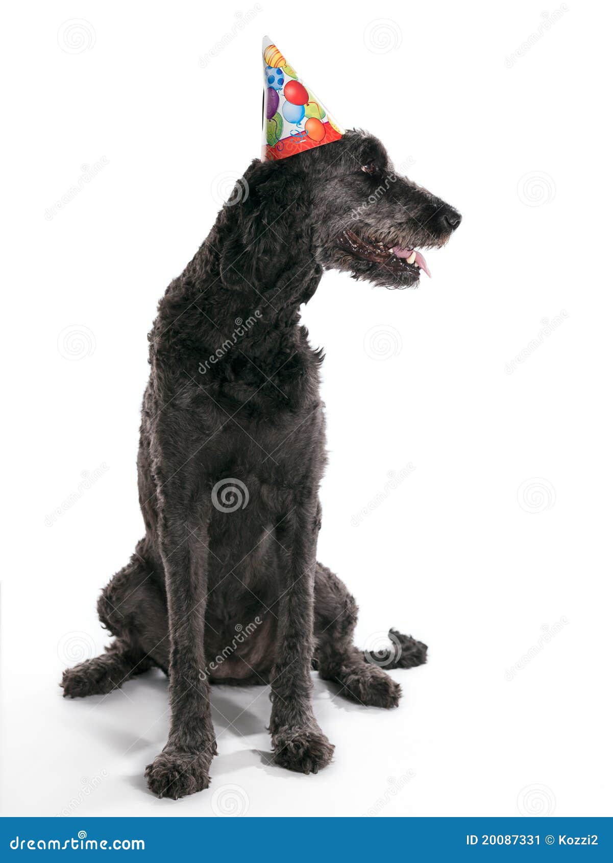 labradoodle accessories