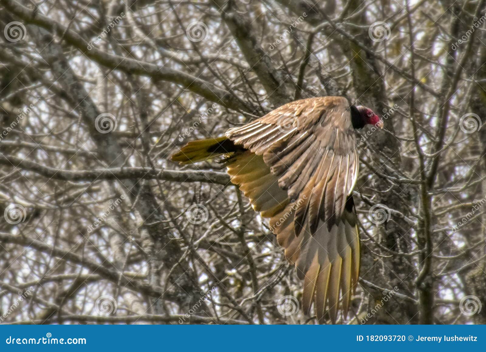 Looking for a Meal stock photo. Image of predator, wisconsin - 182093720