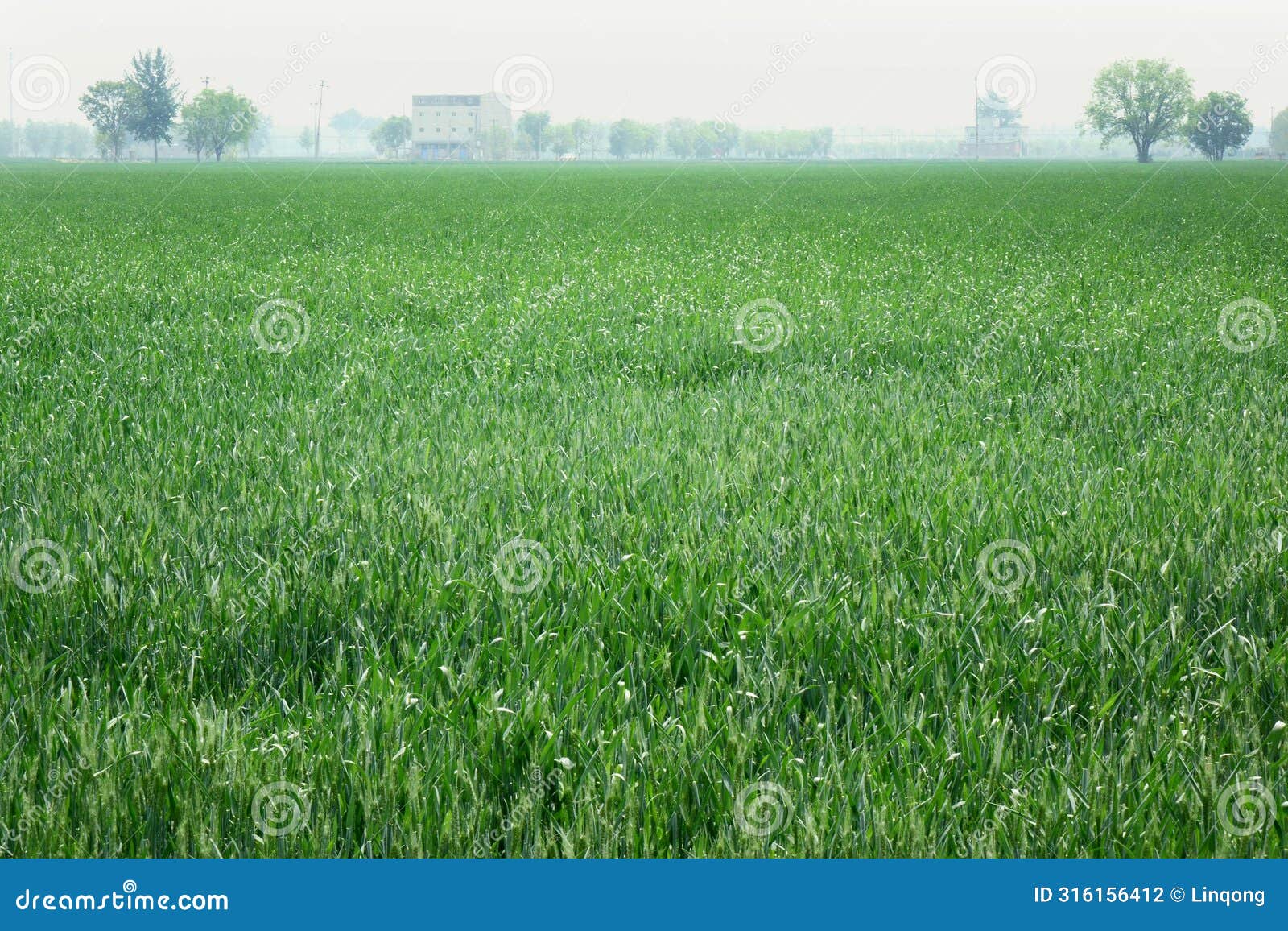 looking out over the endless winter wheat fields.