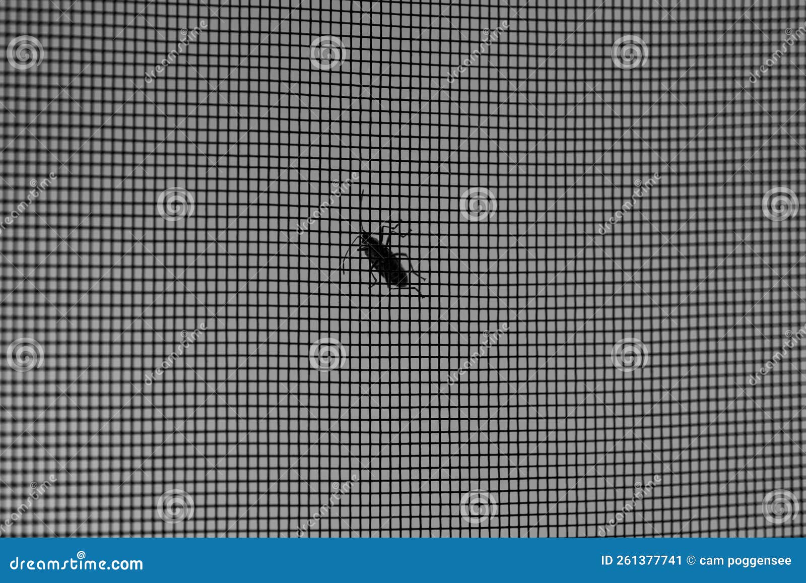 Window Screen with a Single Bug Resting on the Mesh Stock Image Image