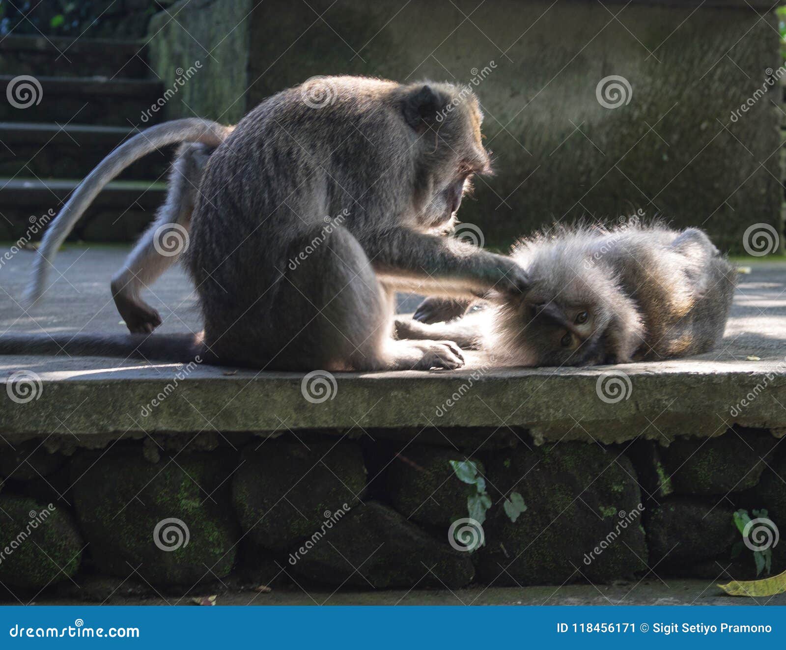 looking some lices in male monkey around the temple