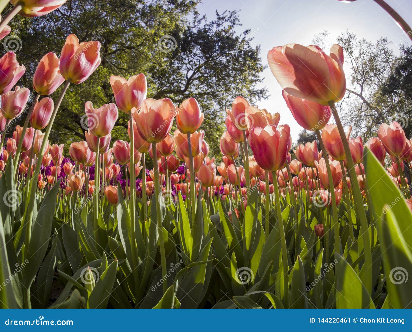 Looking Up The Beautiful Tulips Blossom From The Ground In A Sunny