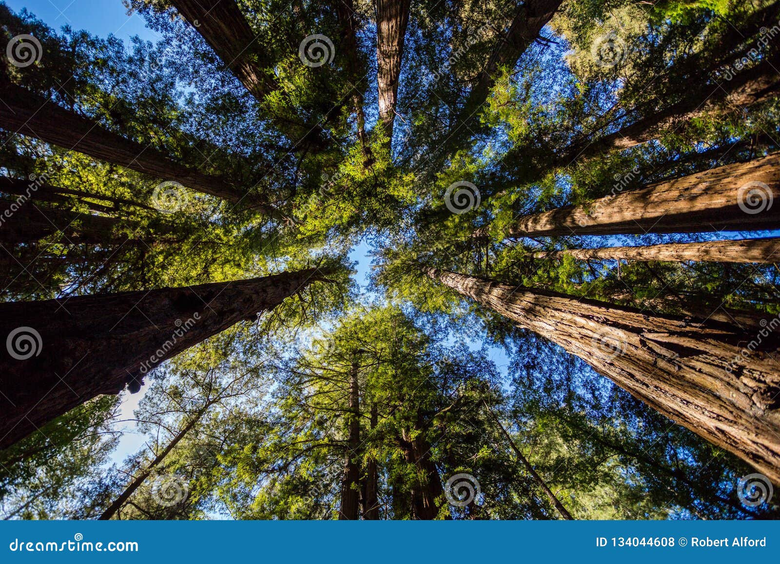 looking up at the blue sky through california redwood trees in henry cowell redwoods state park