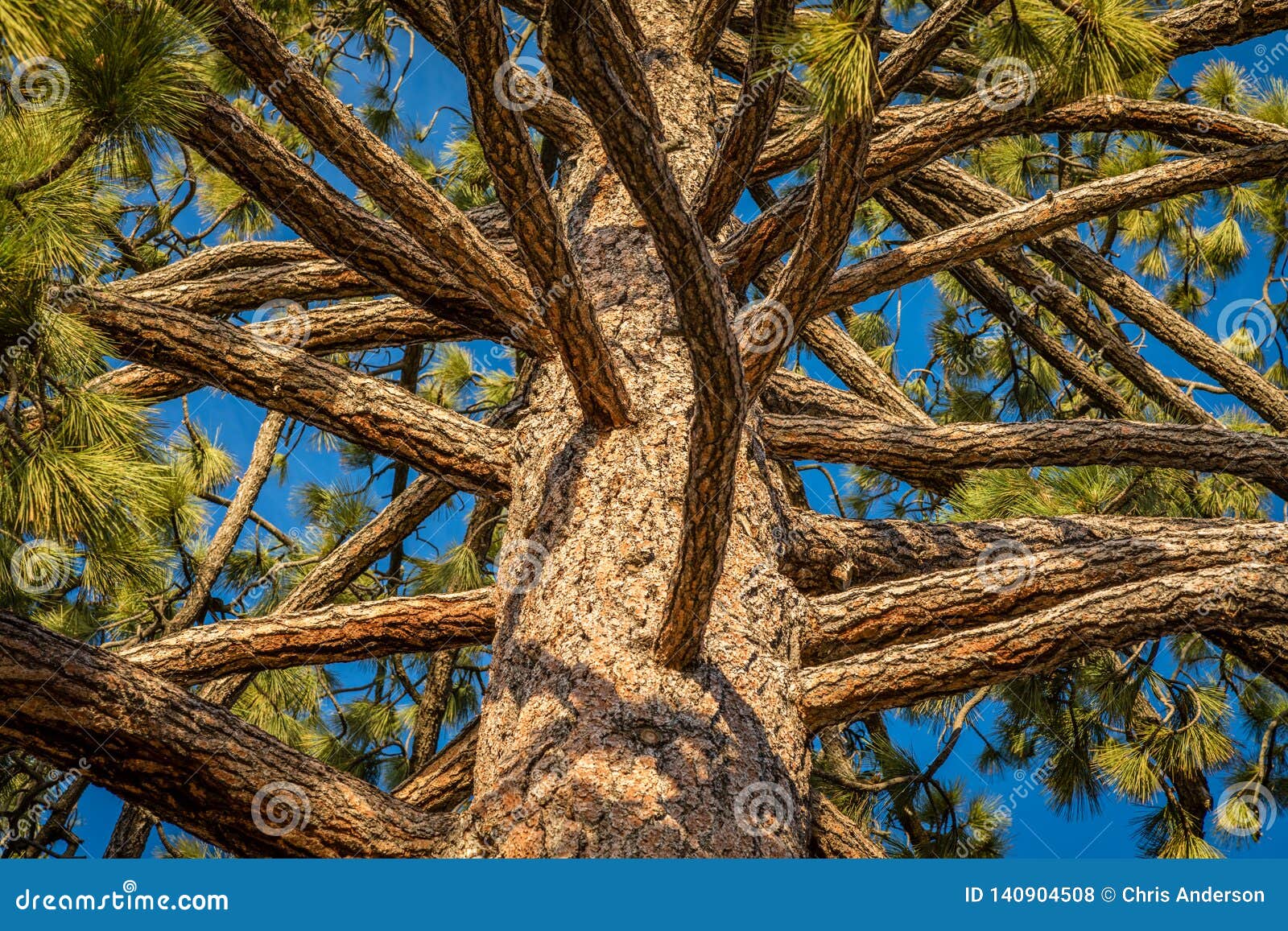 Branches of a Clean Pine Tree with Perfect Blue Sky between the