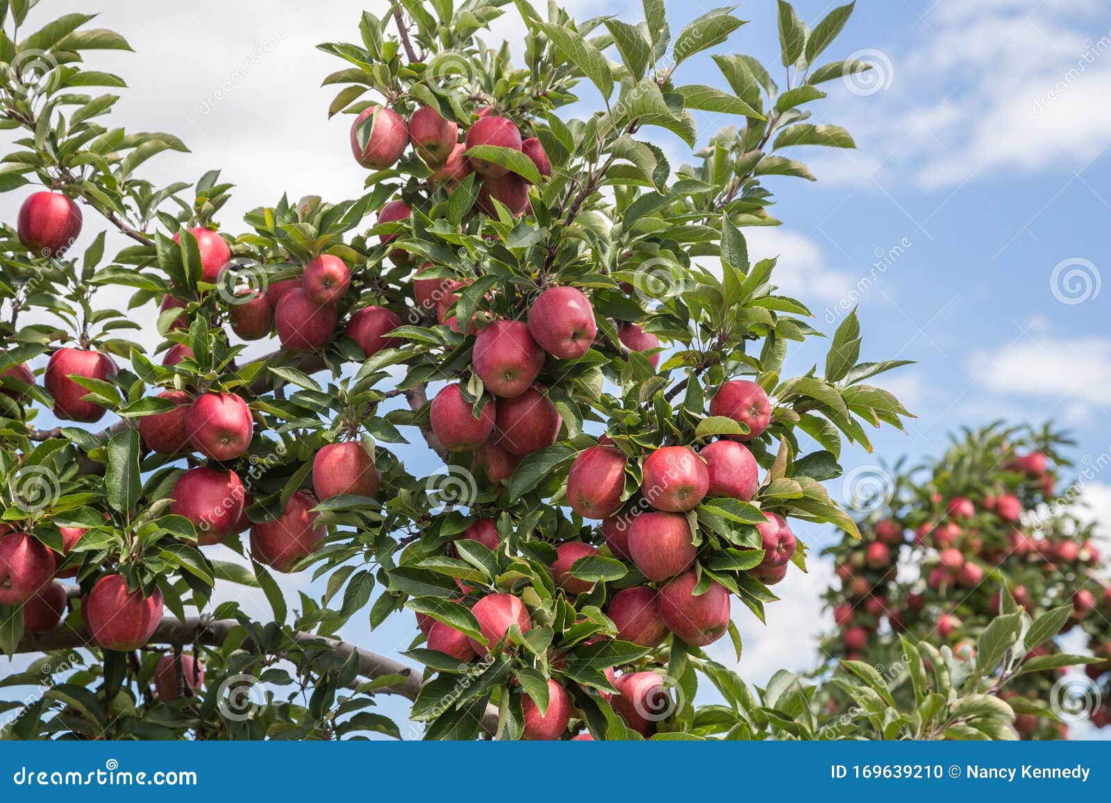 red delicious apples in the hudson valley