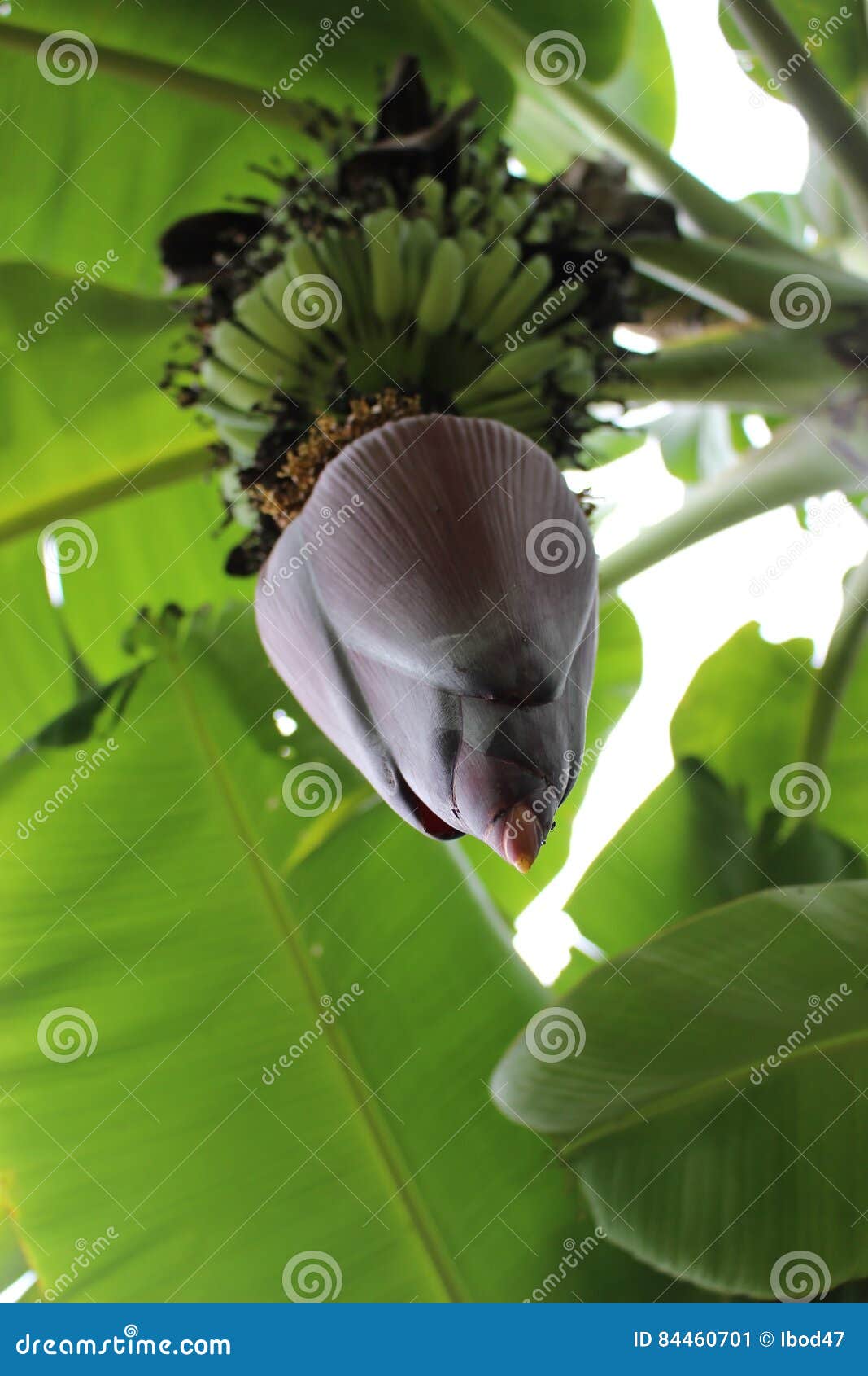 Looking Up at the Flower Pod of a Banana Tree Stock Image Image of