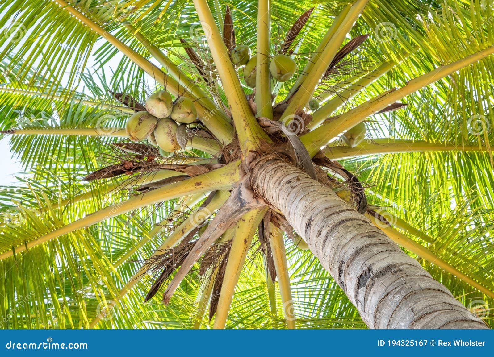Looking Up into the Heart of a Coconut Palm Stock Image Image of