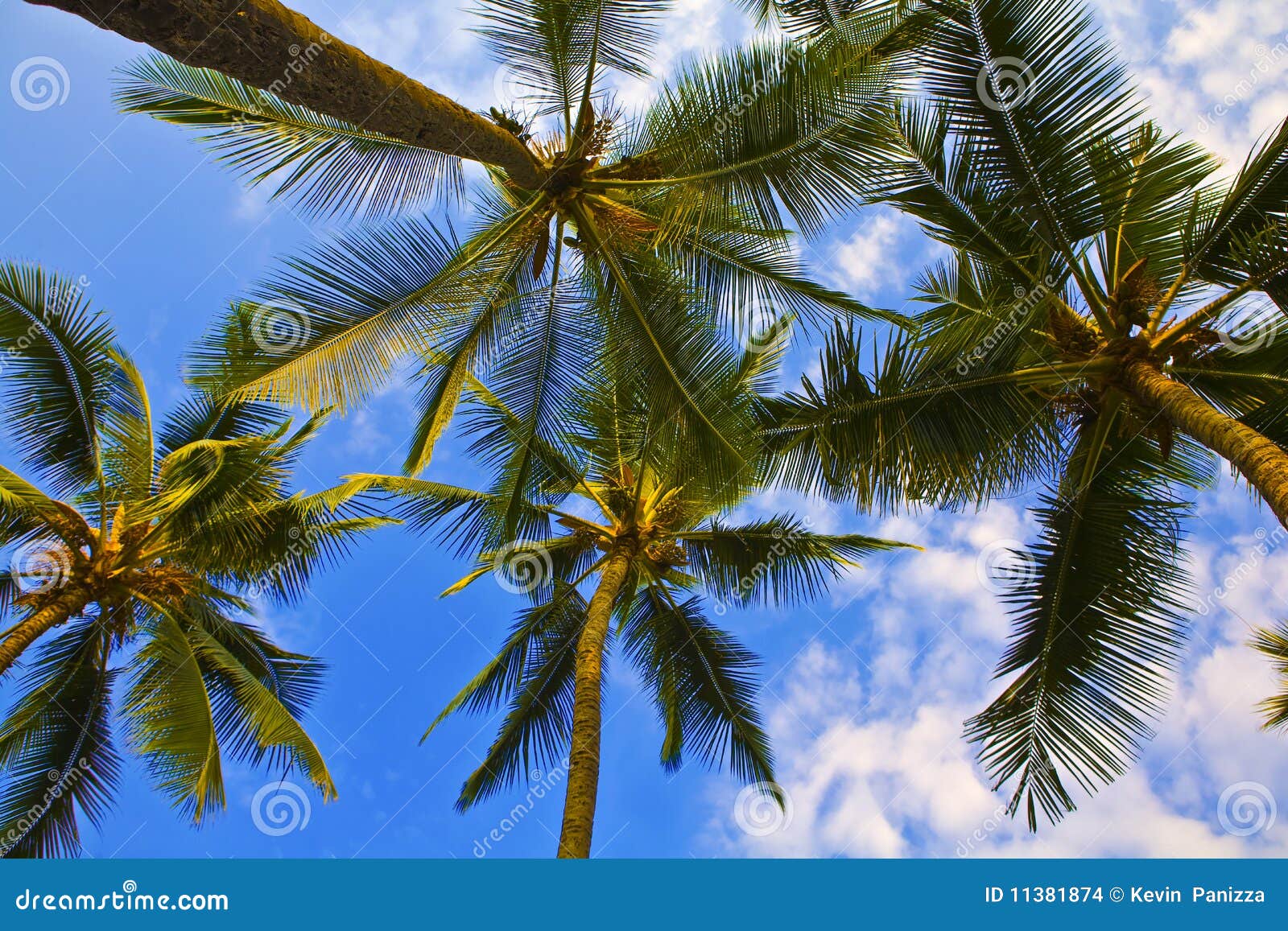 16,727 Hawaii Palm Trees Photos - Free & Royalty-Free Stock Photos 