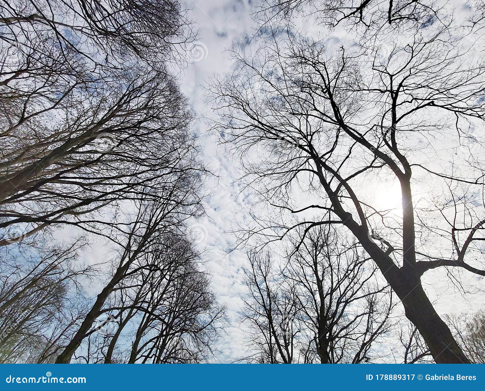 bare tree branches against sky.
