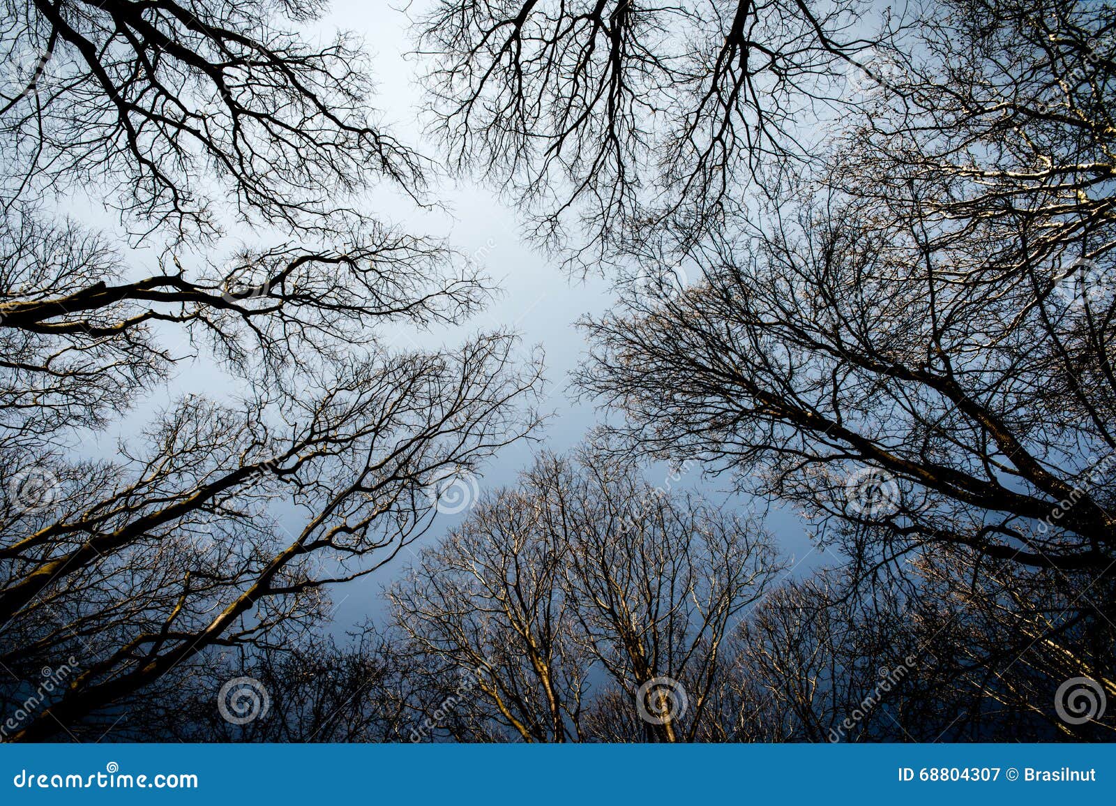 Looking Up Perspective of Winter Trees Stock Image - Image of tree ...