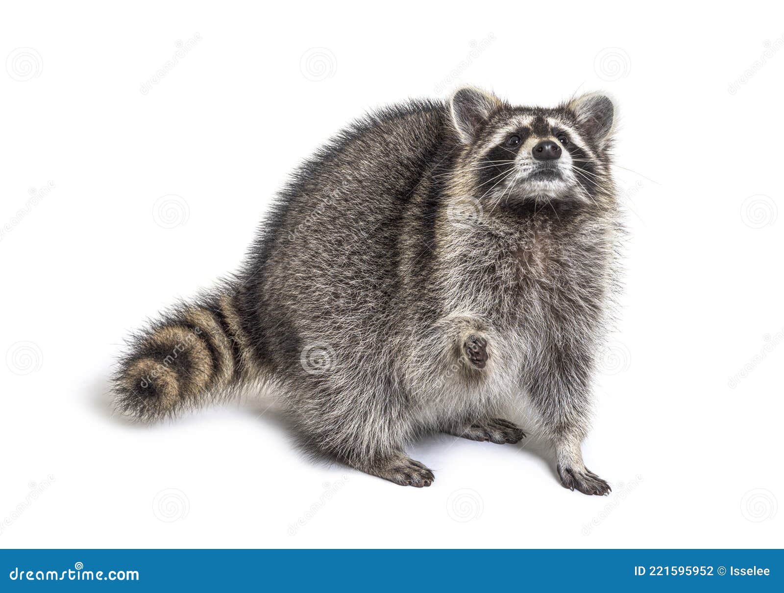 Looking Up Raccoon Standing in Front, Isolated Stock Photo Image of animal, mammal 221595952