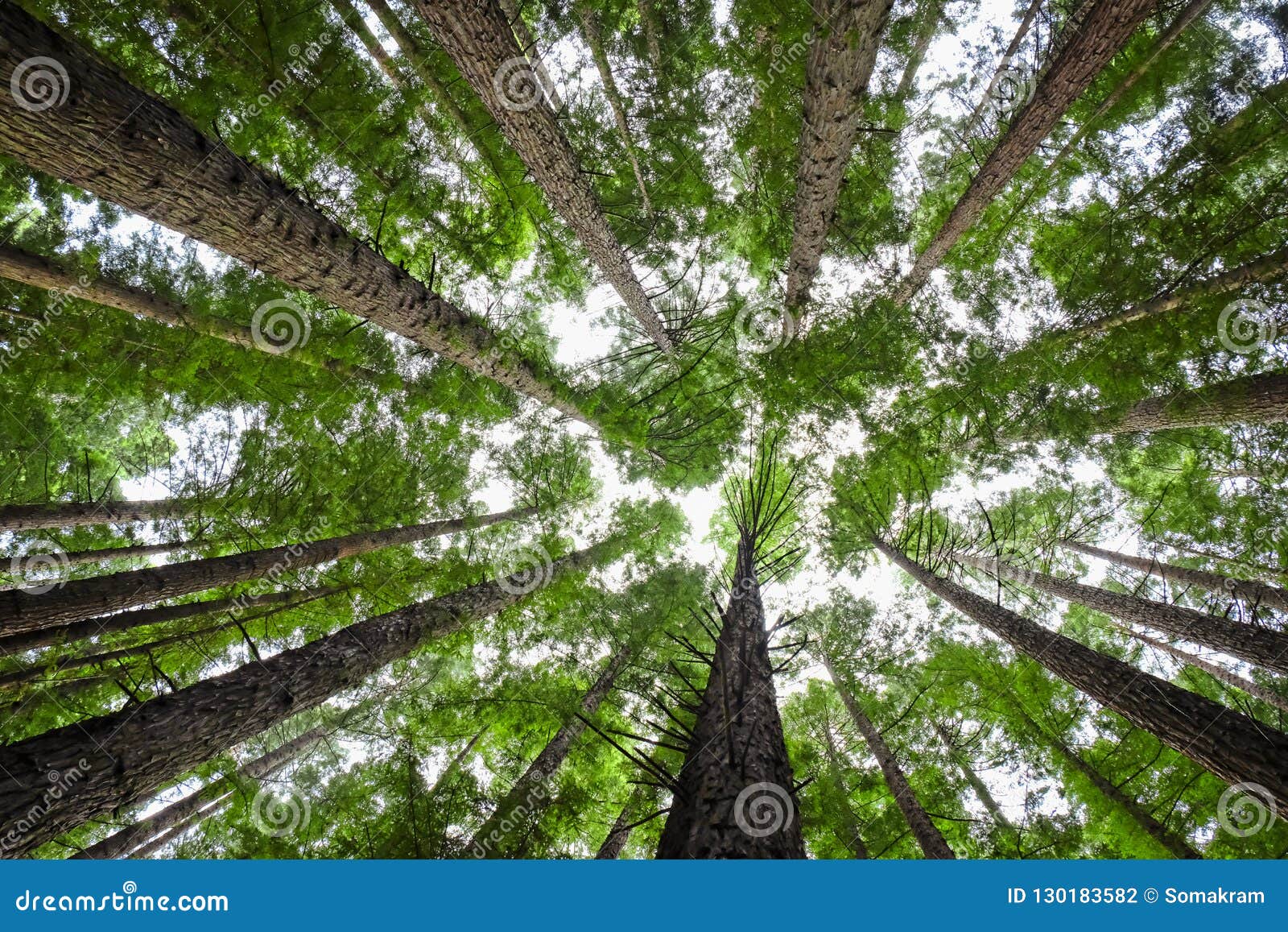 tree canopy