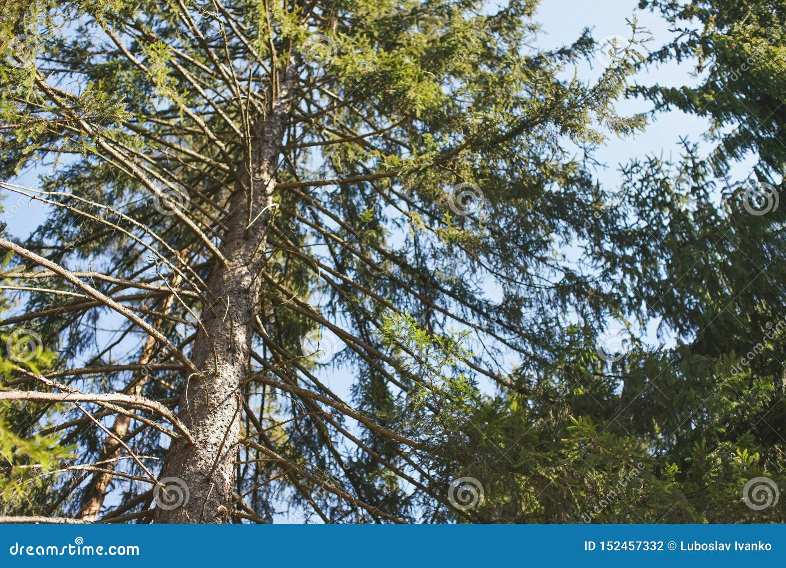 Looking Up Spruce Coniferous Tree Bark And Some Fir In Focus Clear