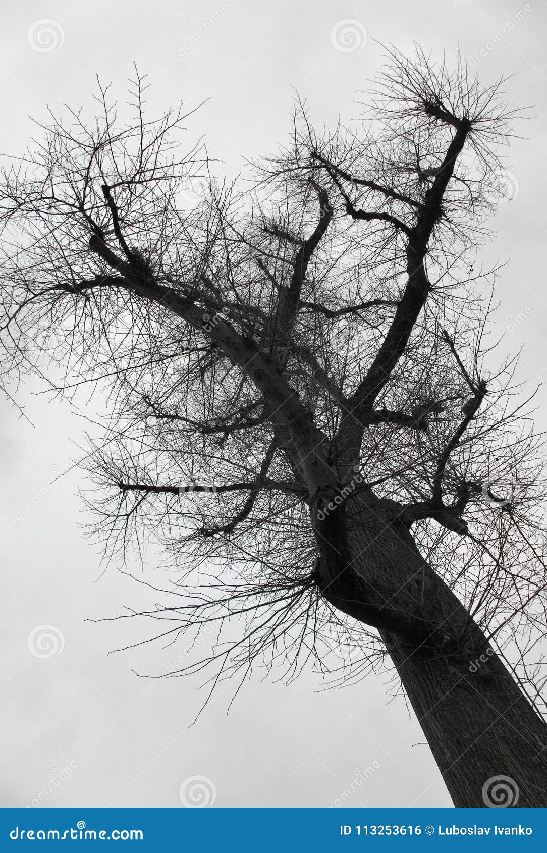trees grey sky | Looking up into winter. | Bryan Alexander 