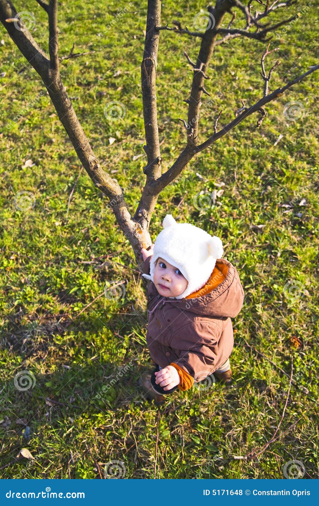 1,212 Looking Up Tree Kid Stock