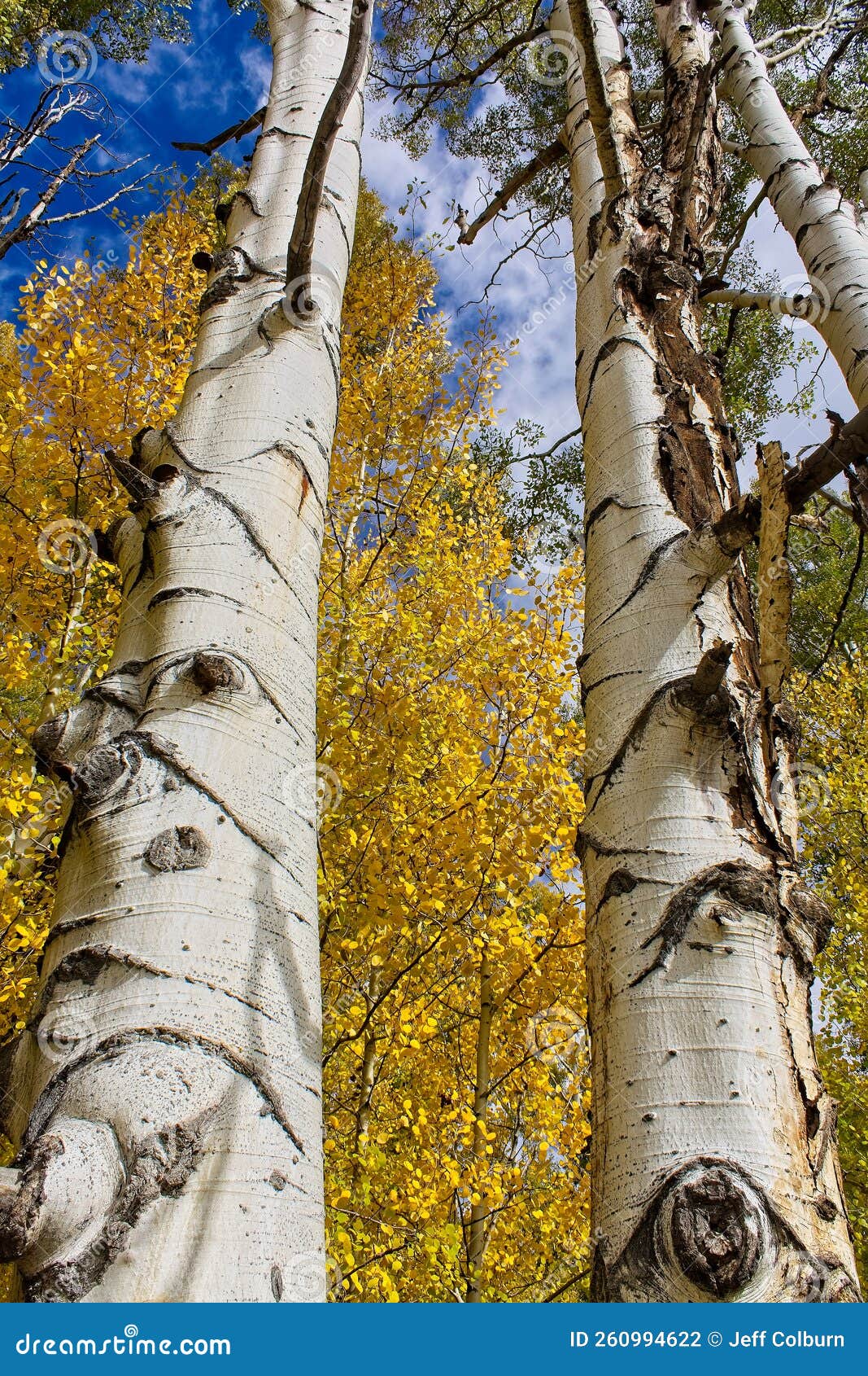 looking up at two tall apsens. snowbowl area with aspens changing color. flagstaff, arizona.