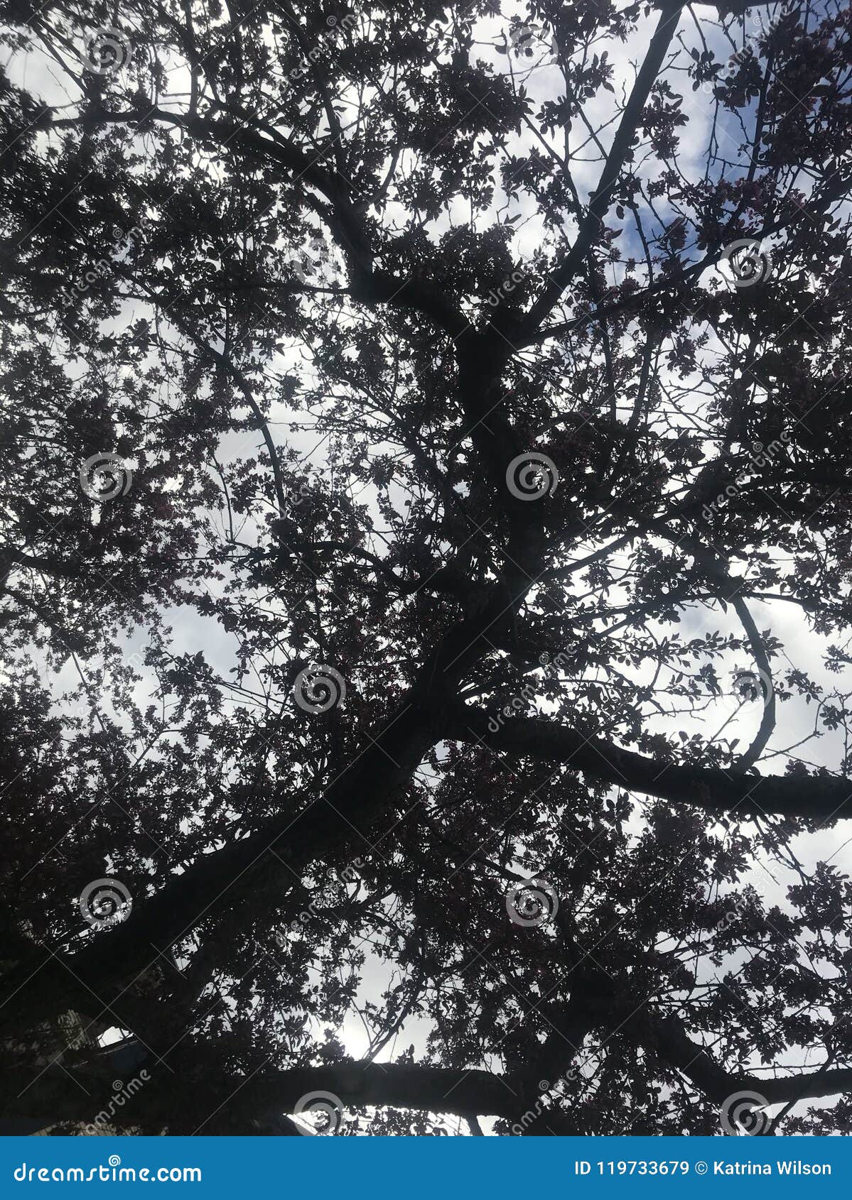 Looking up, under tree stock image.