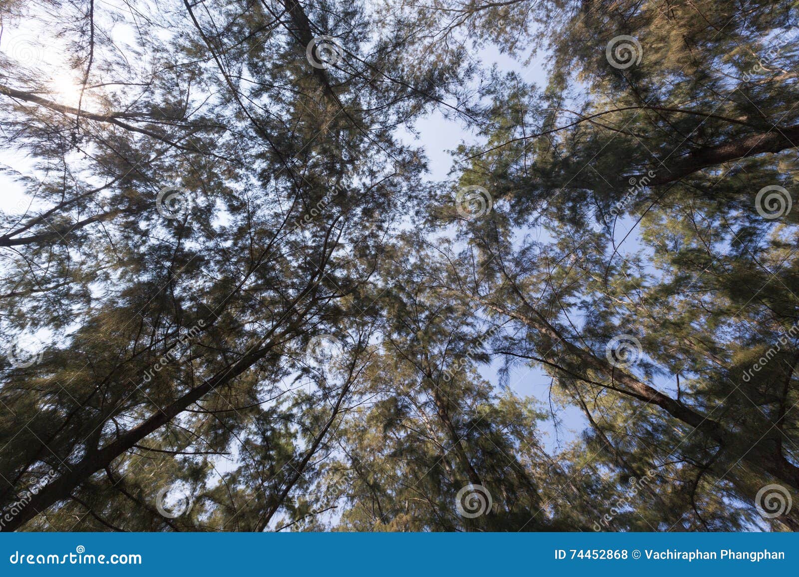Looking up under the tree stock