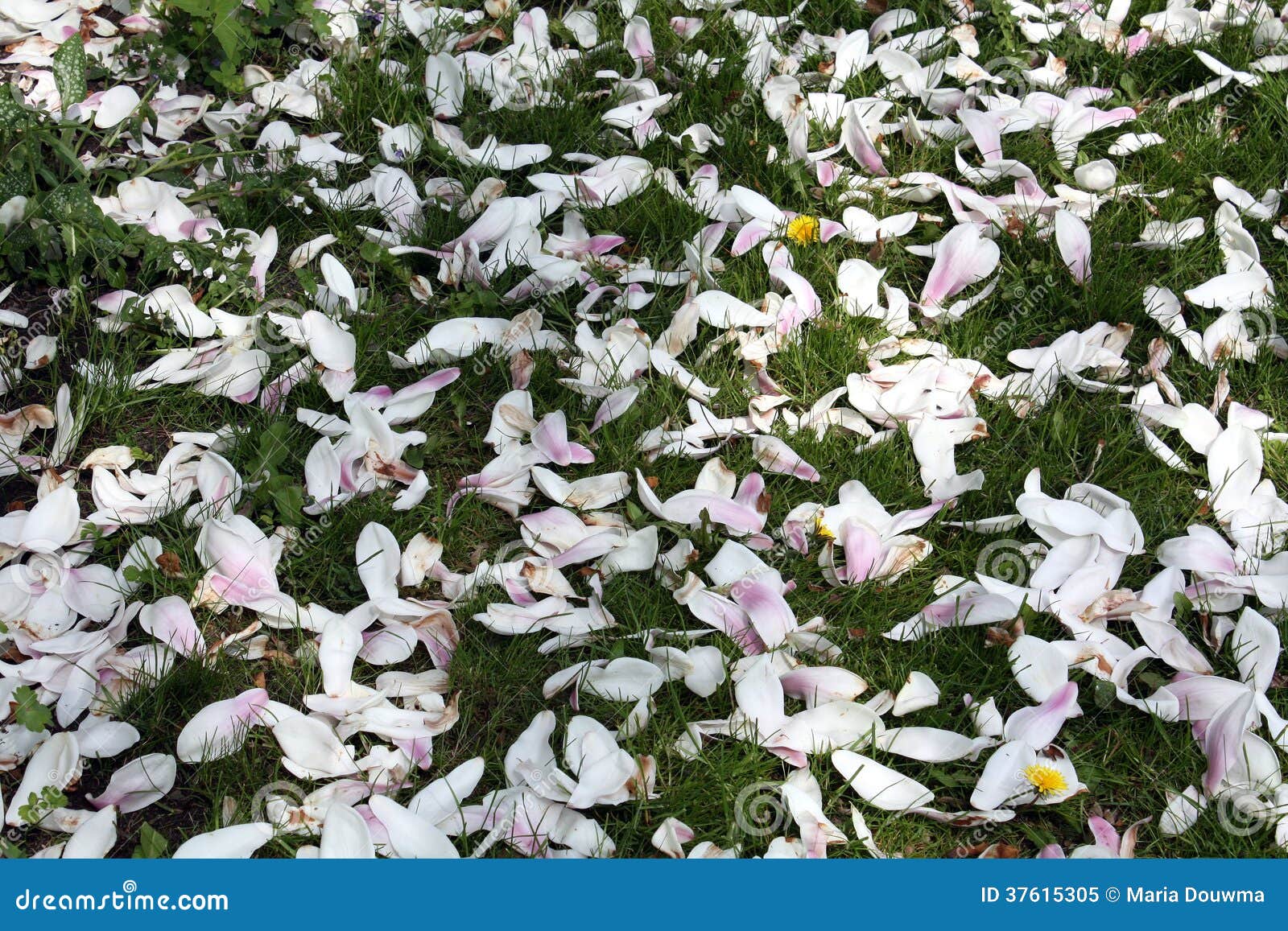 Loose petals stock image. Image of nature, mixed, white 37615305