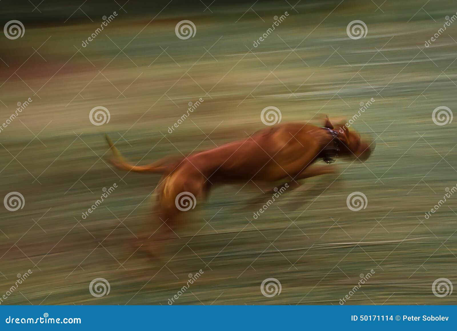 Lopende hond Rhodesian Ridgeback in motie Het onduidelijke beeld van de motie