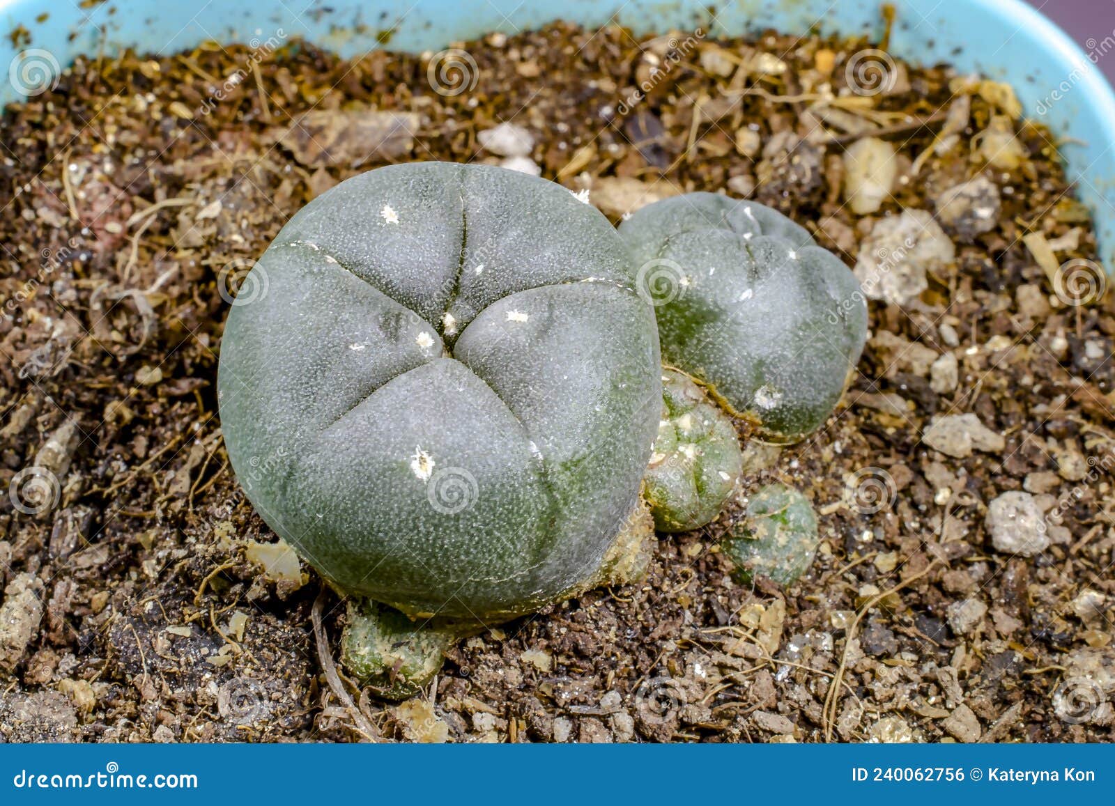 lophophora williamsii cactus