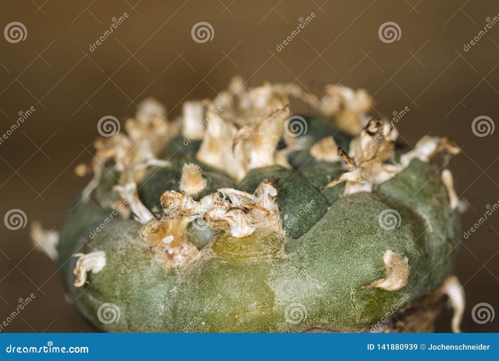 Lophora, Peyote, Ritual Cactus Stock Image - Image of poison, vision ...