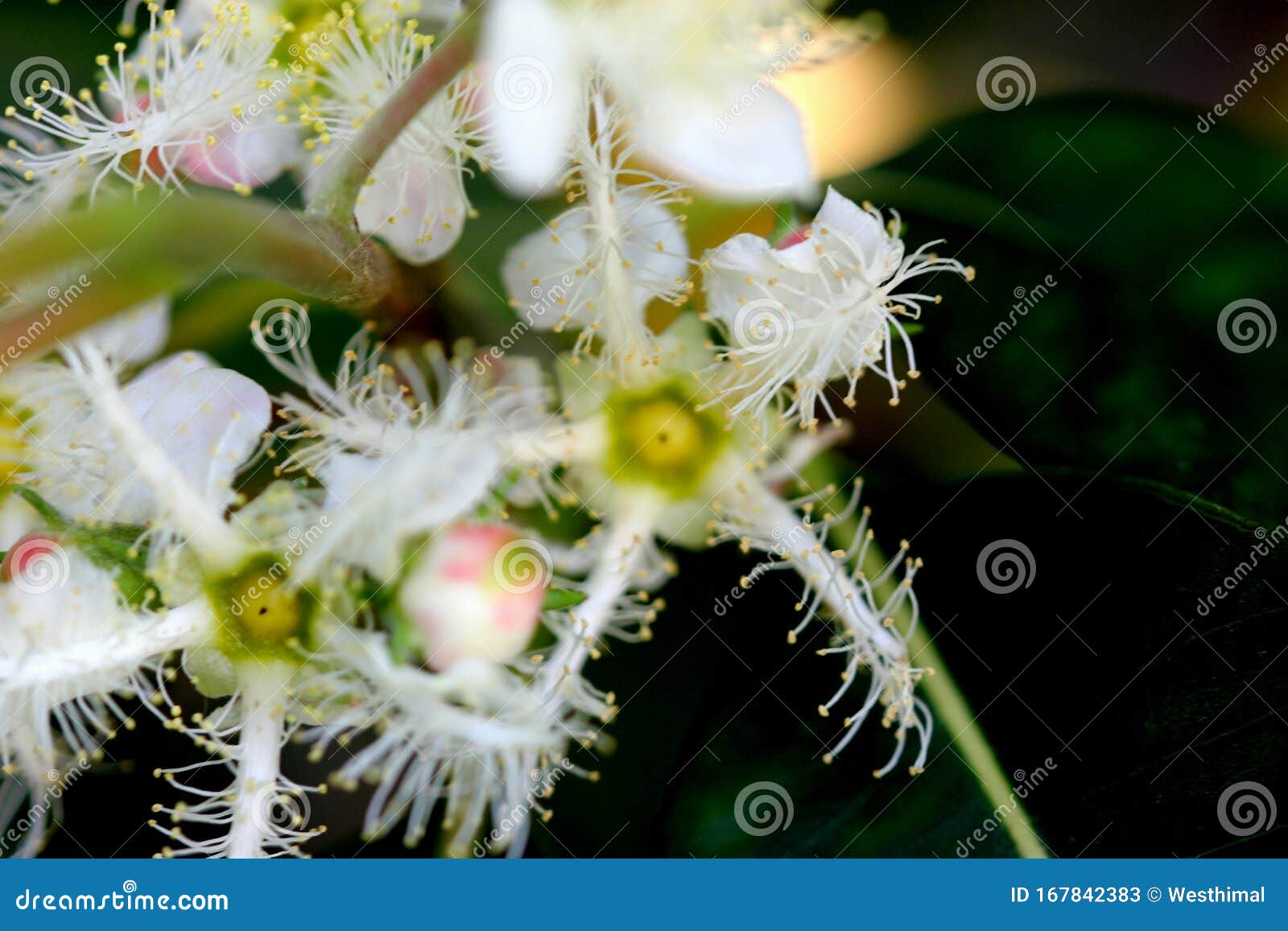 Lophostemon Confertus, Brisbane Box, Brush Box Stock Image Image of