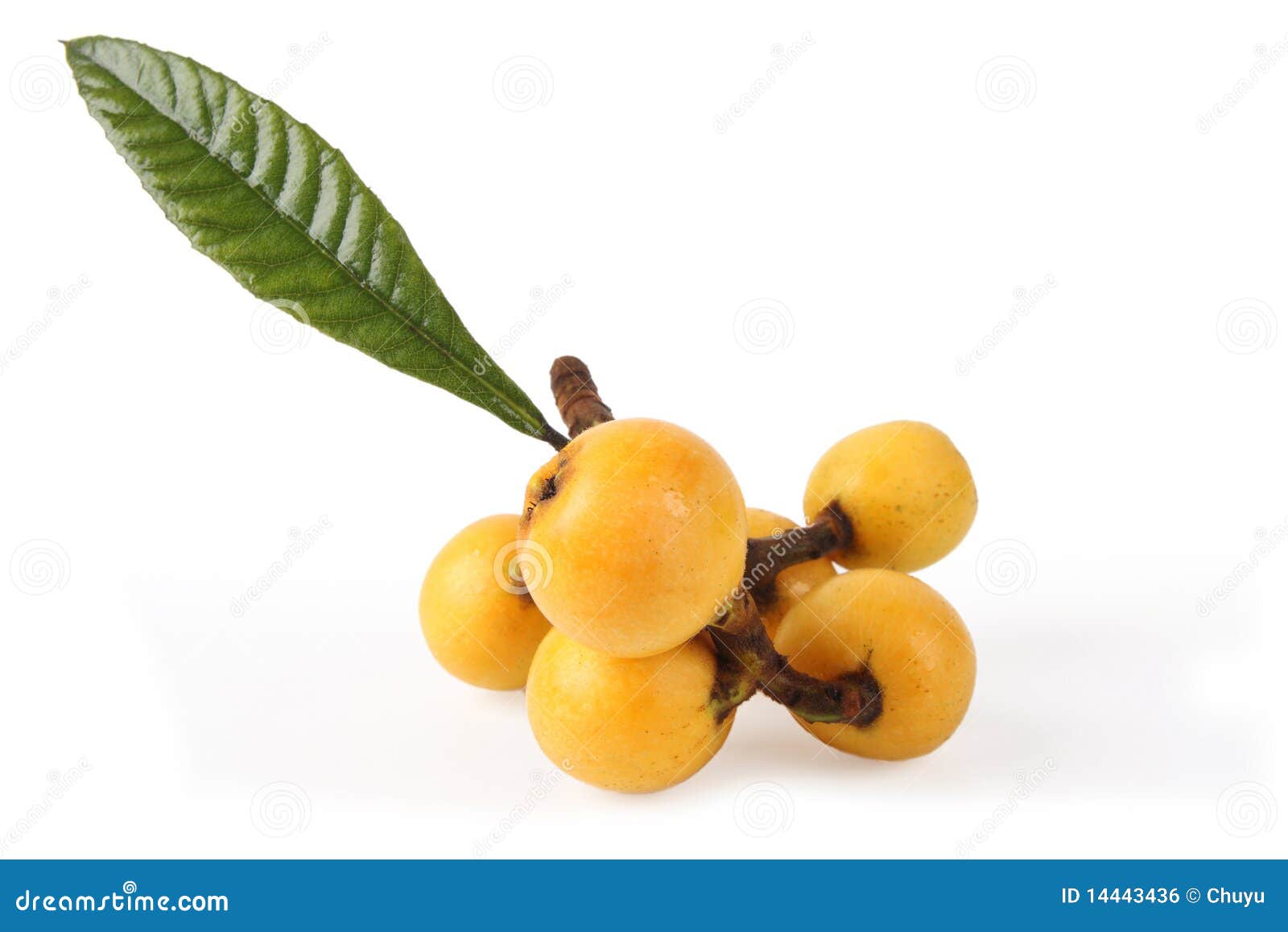 Loquat fruit stock photo. Image of japan, loquats, kumquat 14443436