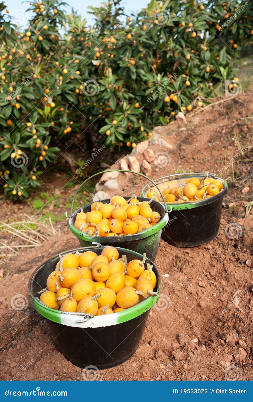 Loquat harvest stock image. Image of ripe, fruit, smooth 19533023