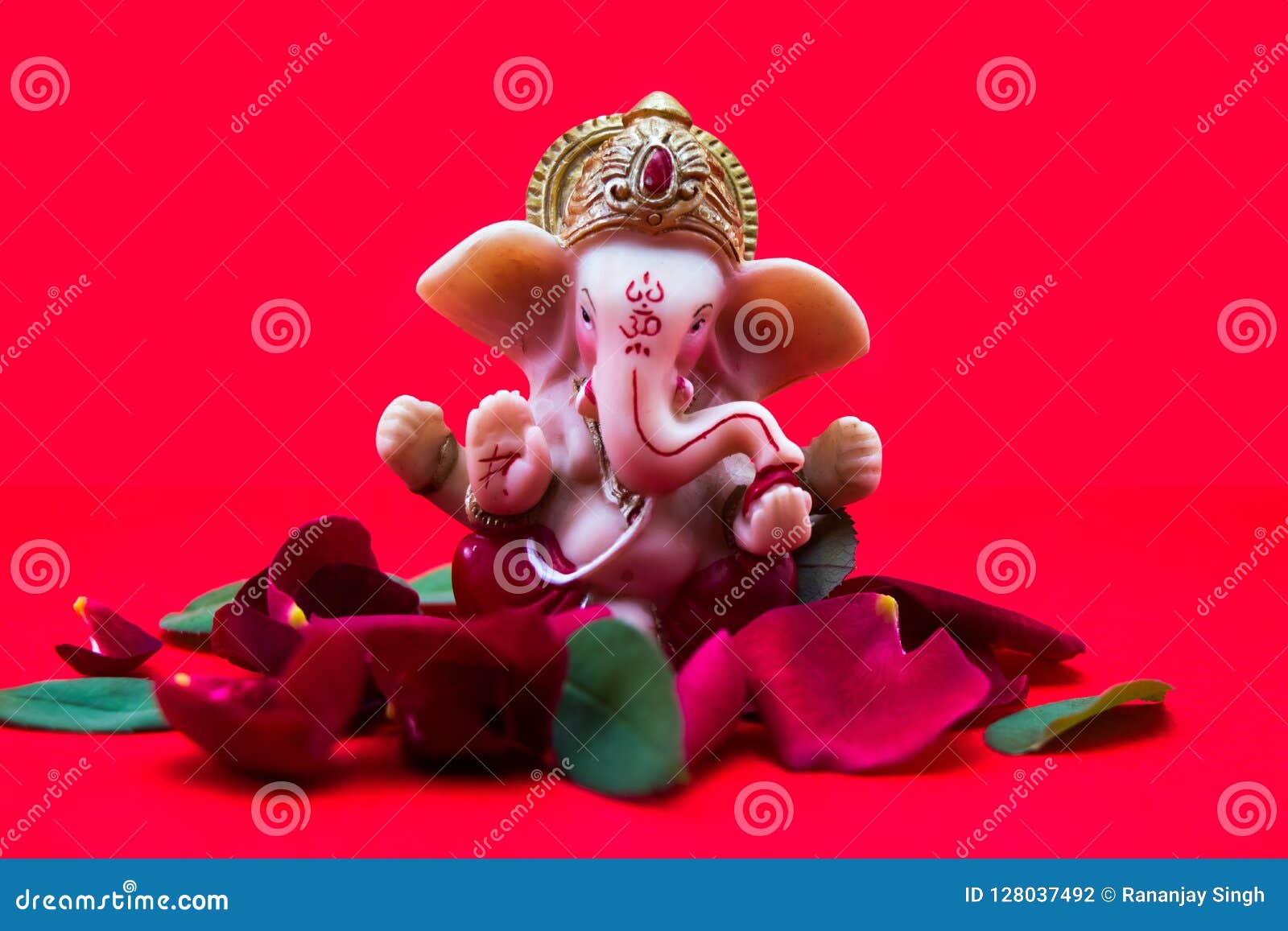 Ganesh Rose Stock Photos - Free & Royalty-Free Stock Photos from Dreamstime