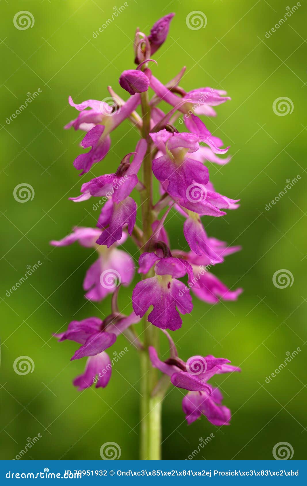 Lorez Orchid, Orchis x loreziana, flowering European terrestrial wild orchid, nature habitat, detail of bloom, green clear background, Czech Republic