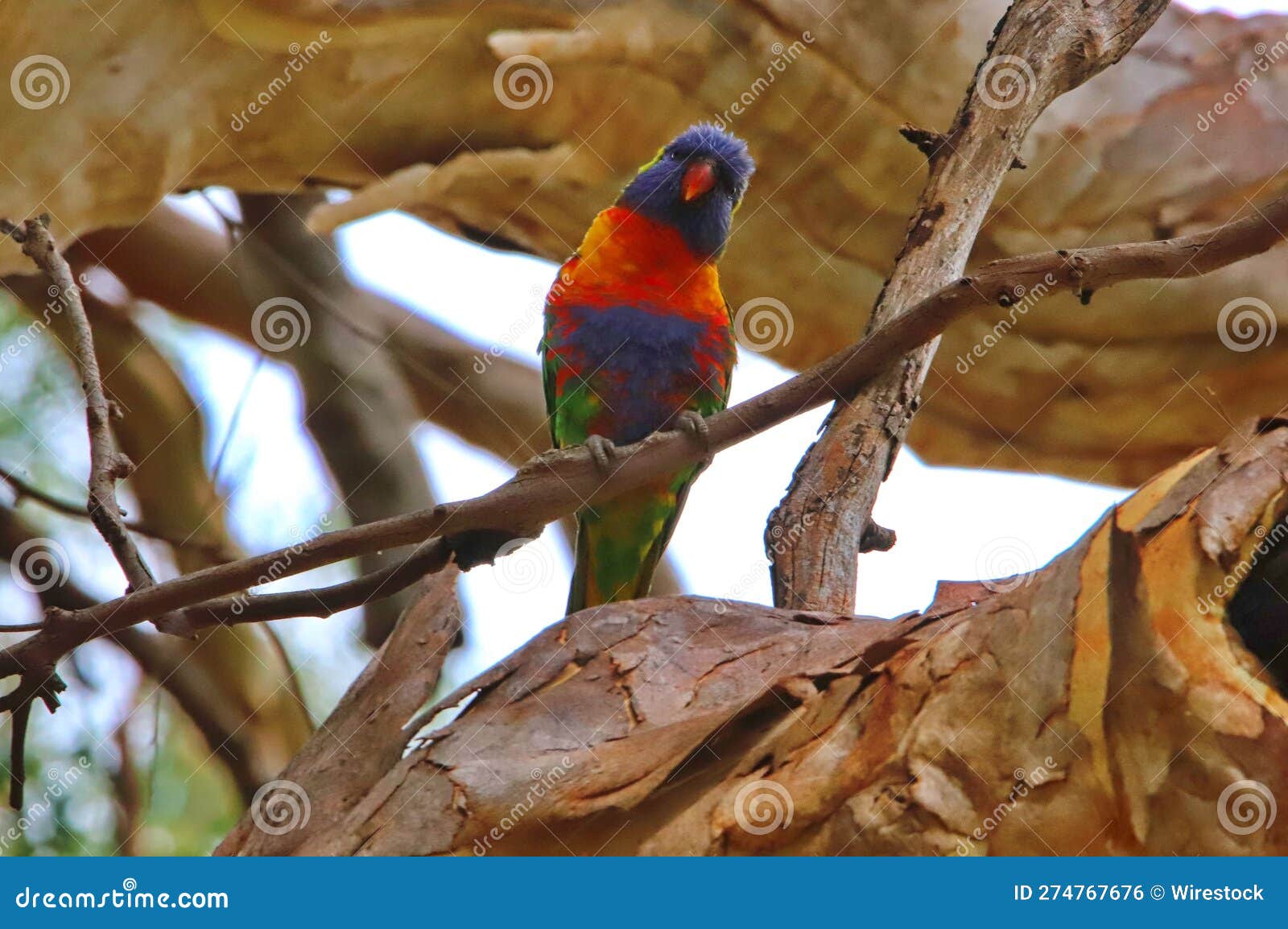 Loriini Bird Perched on a Sundrenched, Tree Branch, Its Vibrant