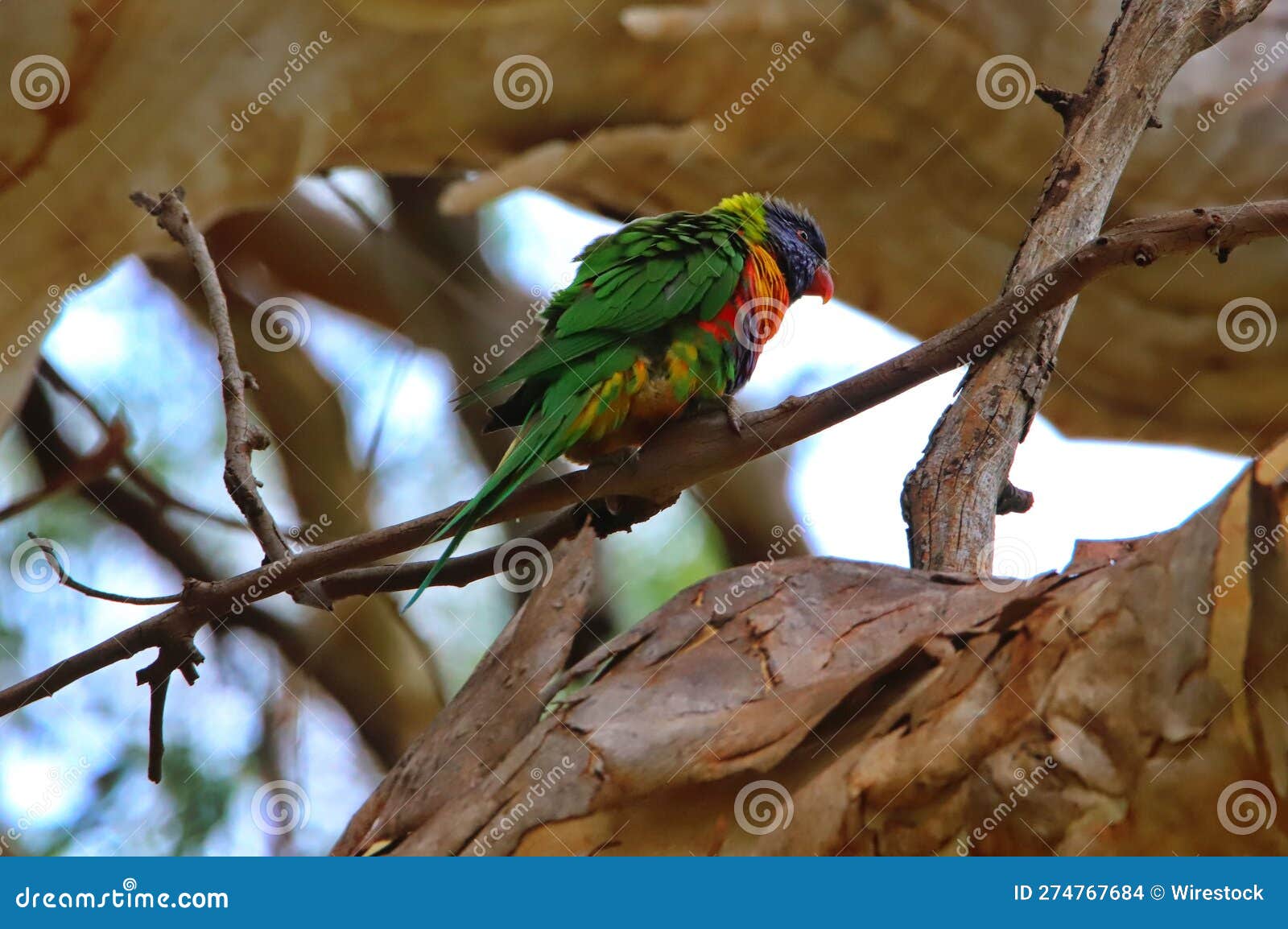 Loriini Bird Perched on a Sundrenched, Tree Branch, Its Vibrant