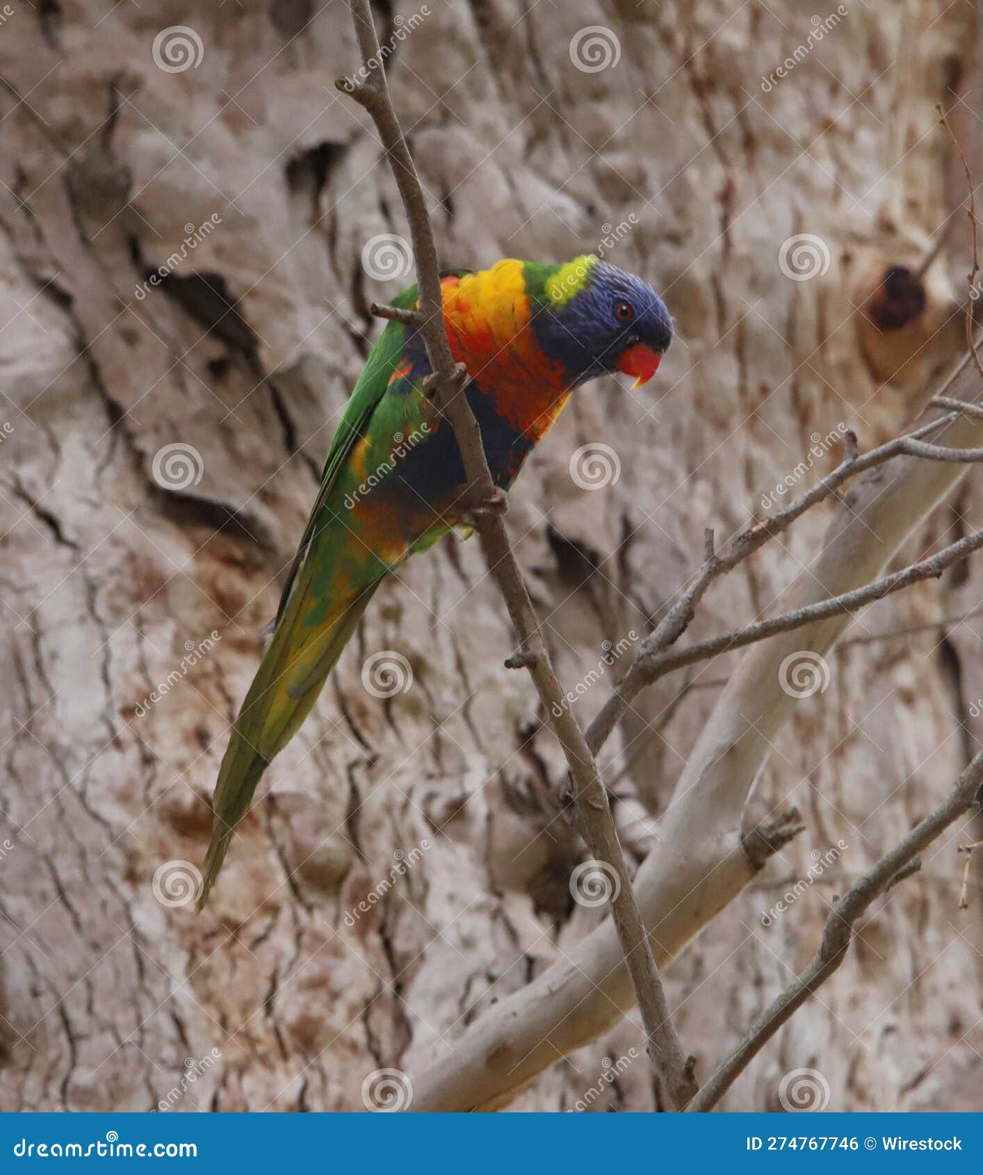 Loriini Bird Perched on a Sundrenched, Tree Branch, Its Vibrant