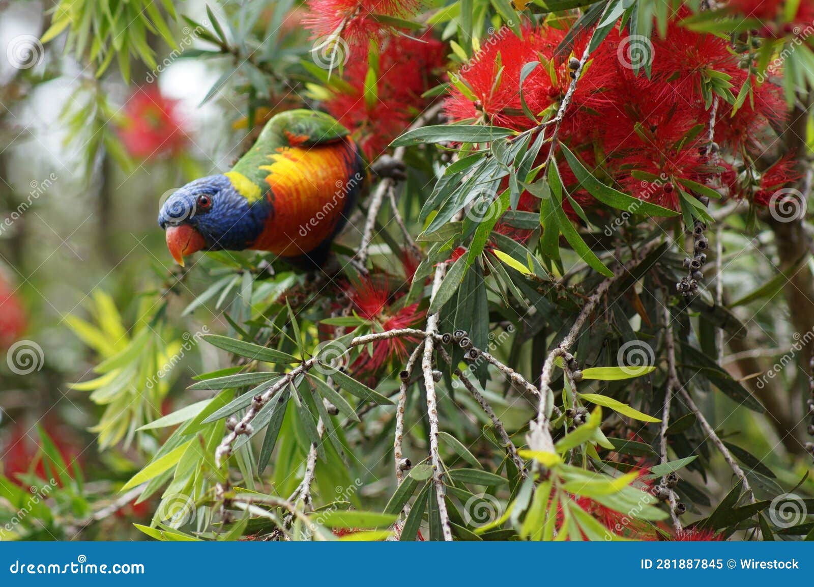 A Loriini Bird Sitting in the Branches of Some Trees Stock Image