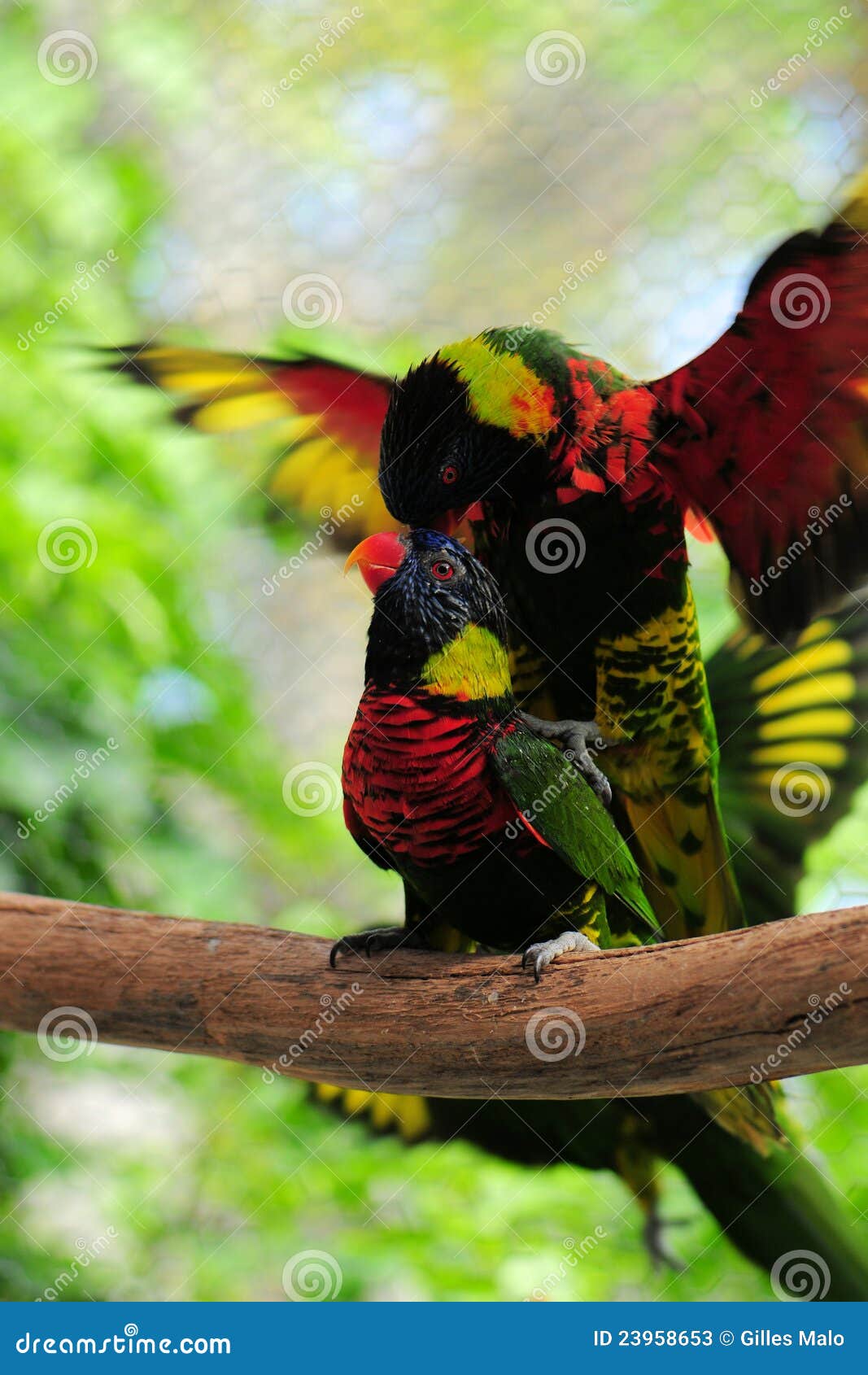 Lorikeet Birds Mating stock image. Image of australasian 23958653