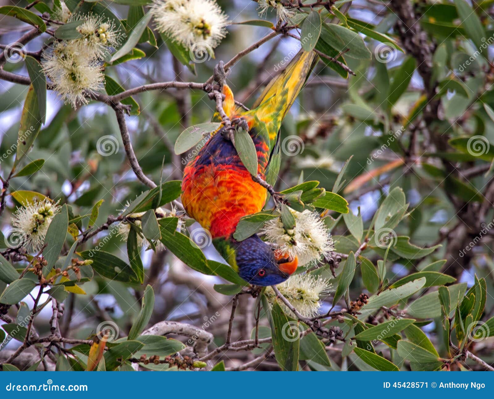Lorikeet Eating Eucalyptus Flowers Stock Image Image of orange, pretty 45428571